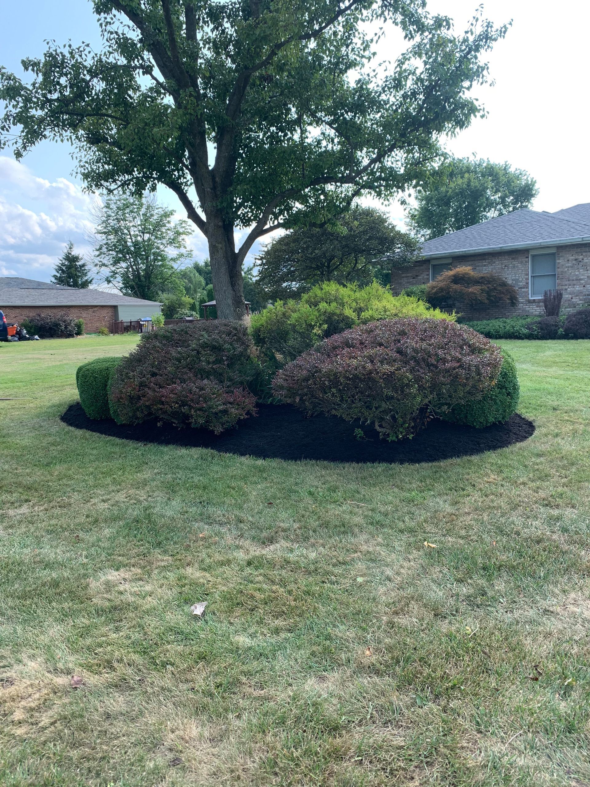 A landscaped garden bed with dark mulch, various shrubs, and a tree, surrounded by a grassy lawn.