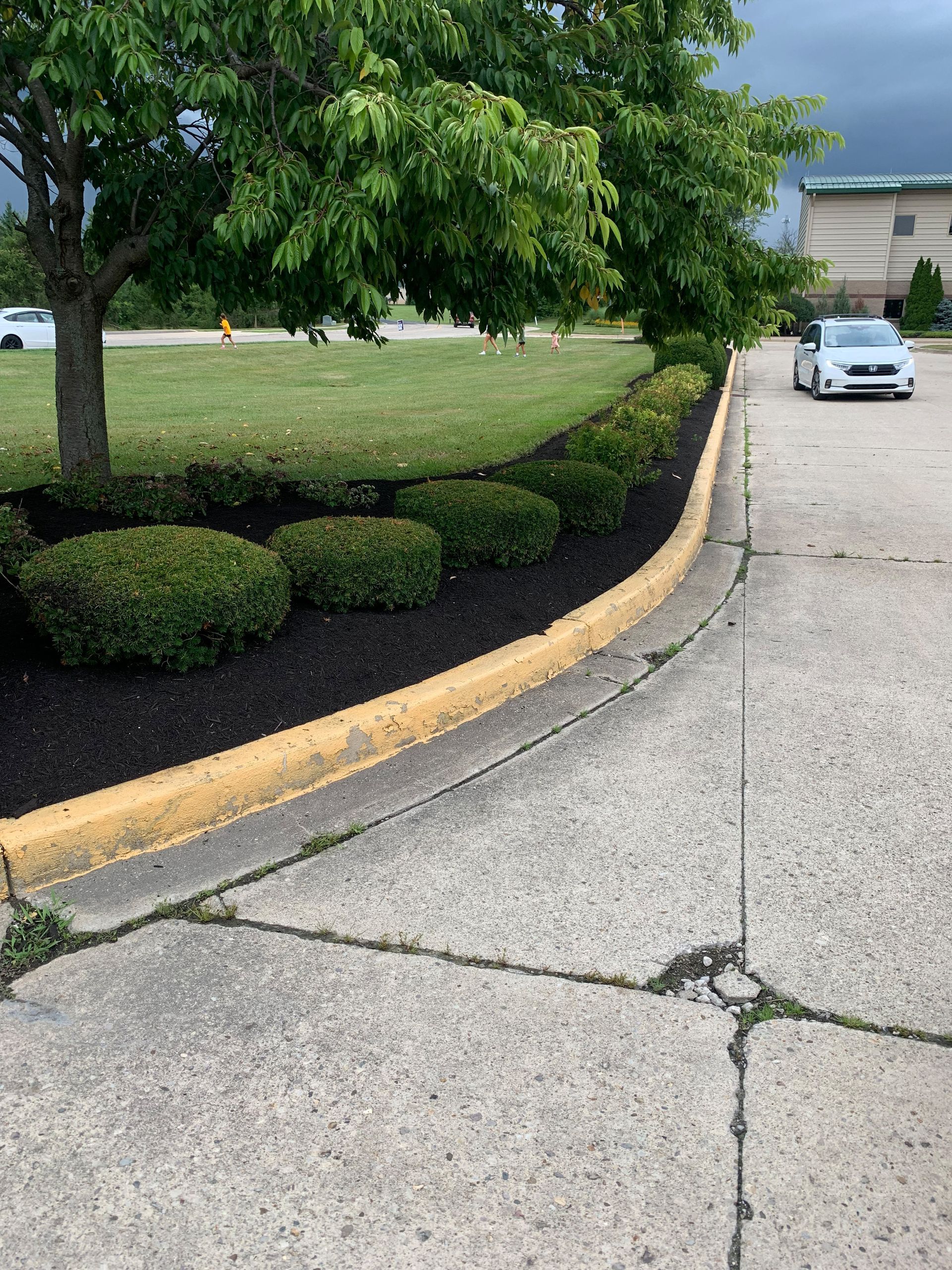 A concrete curb with yellow paint borders a flower bed of shrubs and tree, with a car in the background.