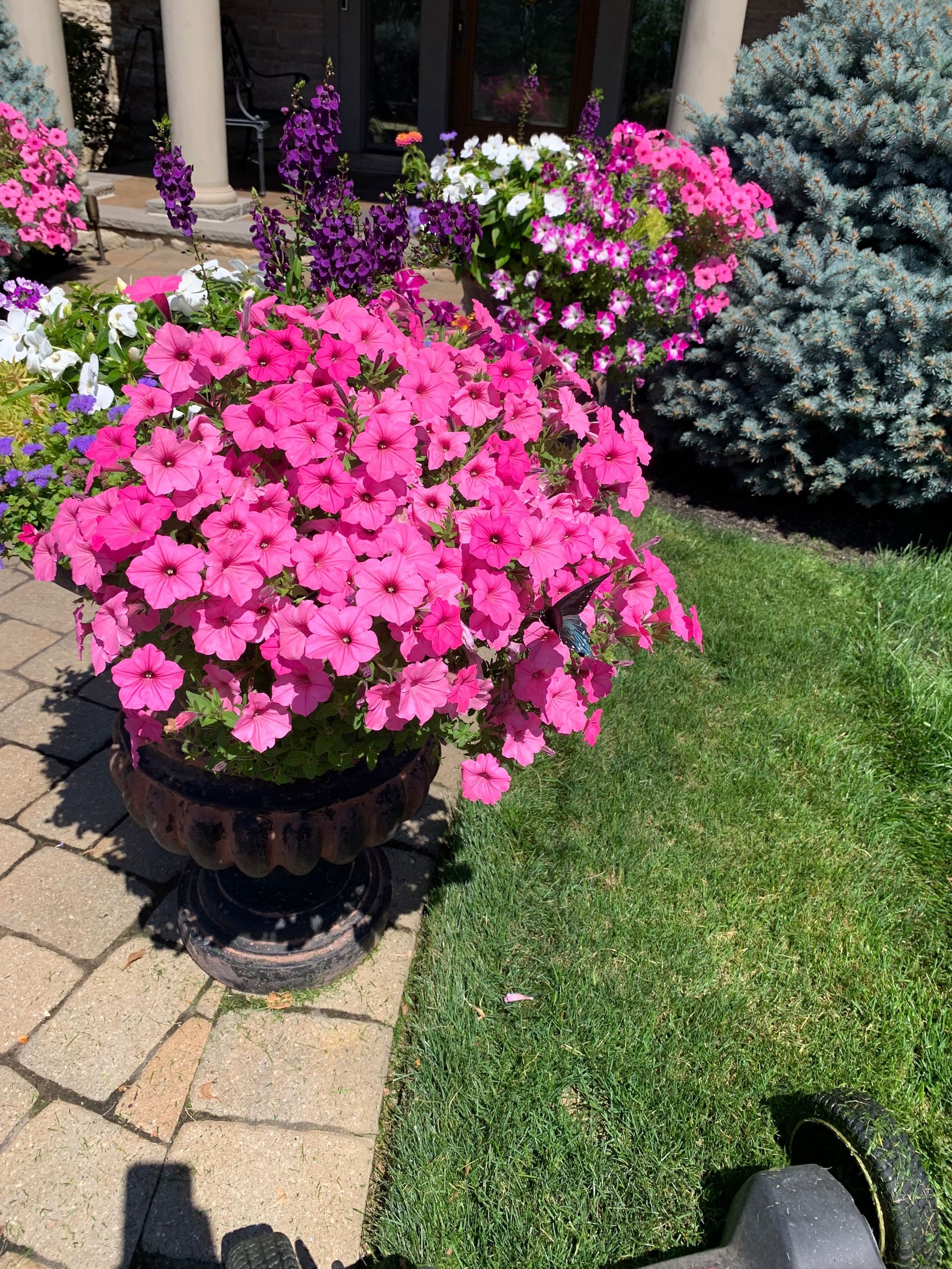 Pink petunias overflowing a dark pot beside green grass and a brick path.
