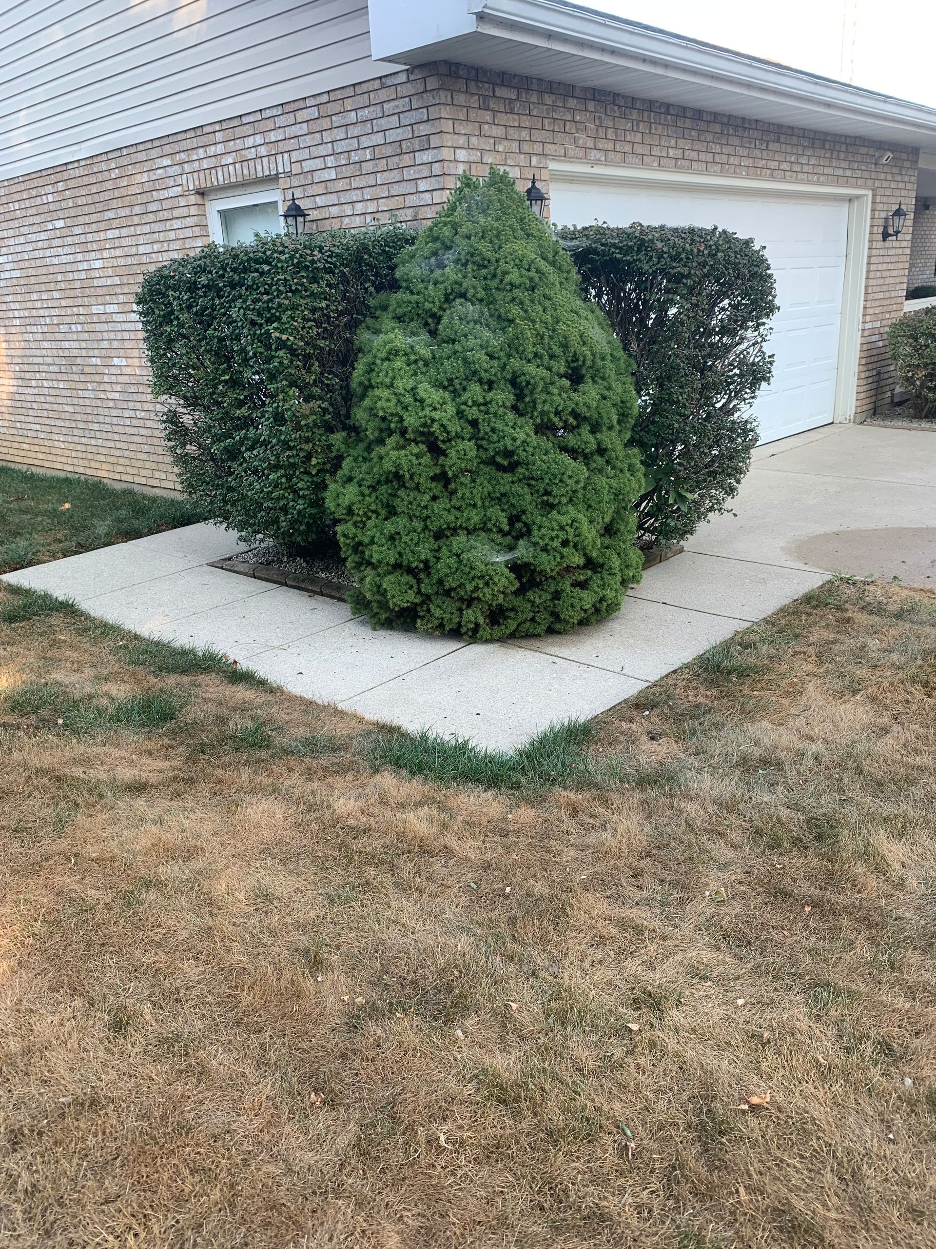 A front yard with a concrete path and green bushes. The lawn is brown. Garage door in the background.