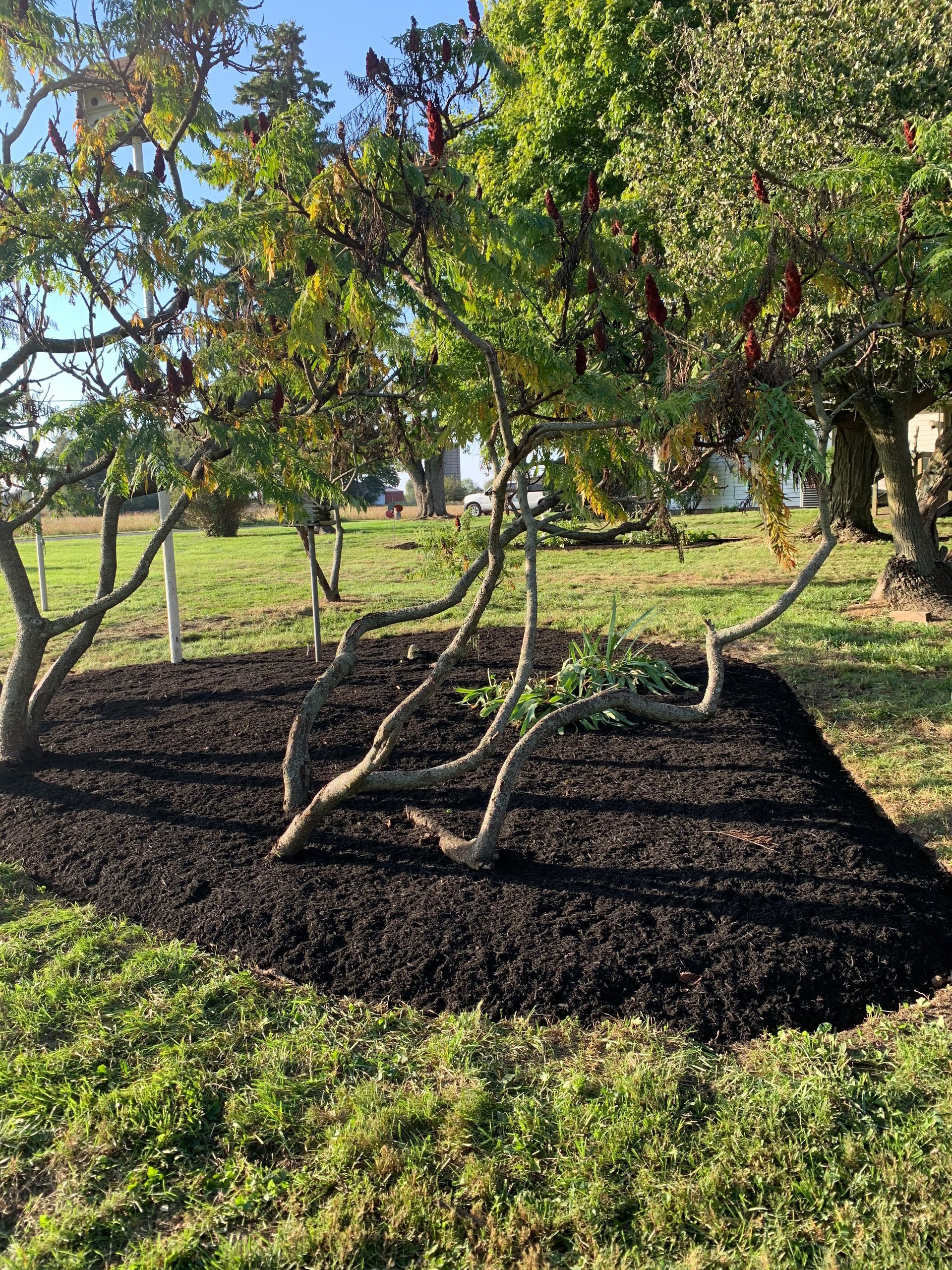 Dark mulch surrounds a small tree with curving branches. Green grass surrounds the mulch.
