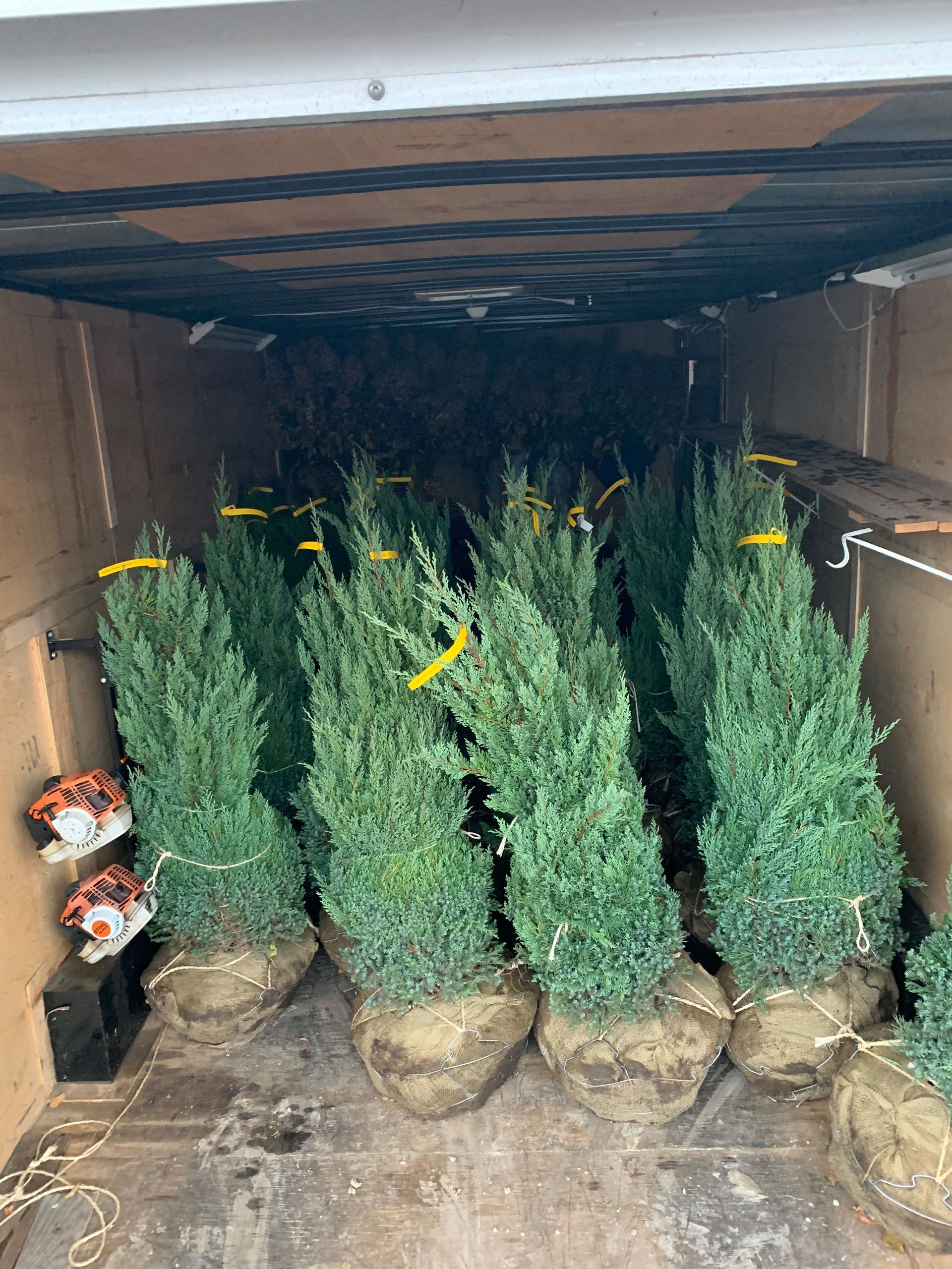 Green shrubs in burlap sacks packed inside a cargo trailer with a chainsaw.