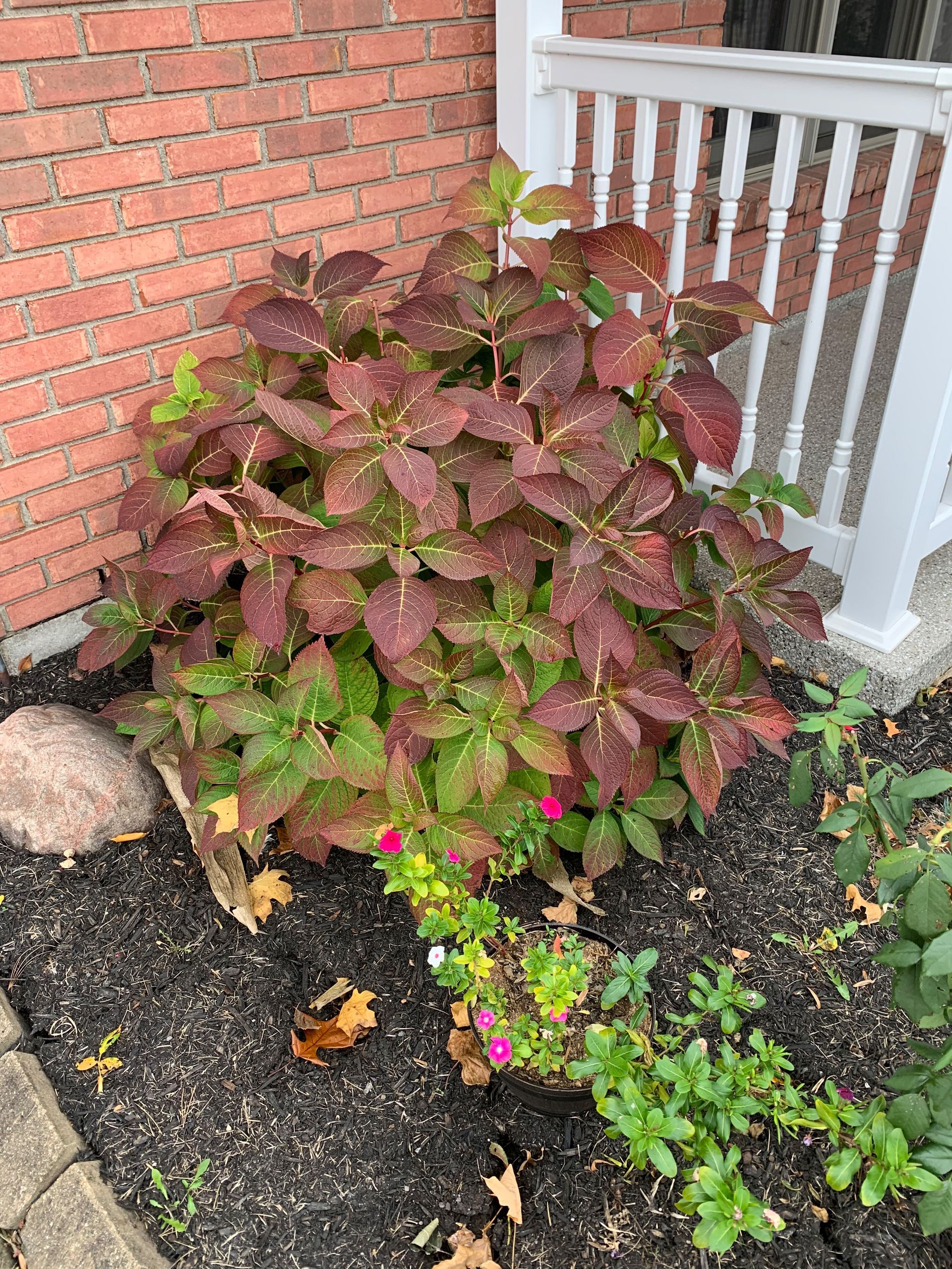 Red and green shrub with a brick wall and white porch railing in the background.