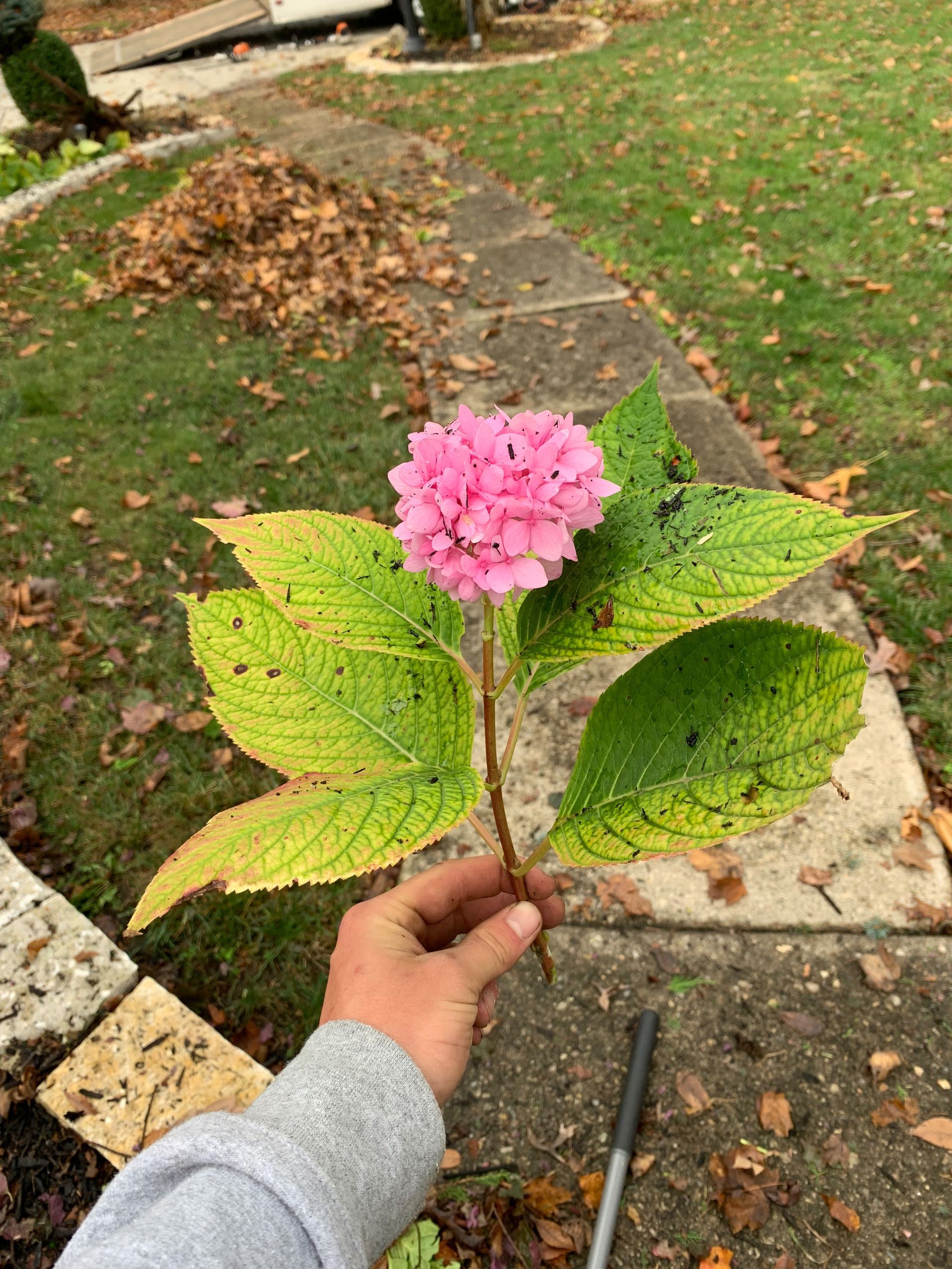 Hand holding pink hydrangea bloom with yellowing leaves outdoors on a sidewalk, grass background.