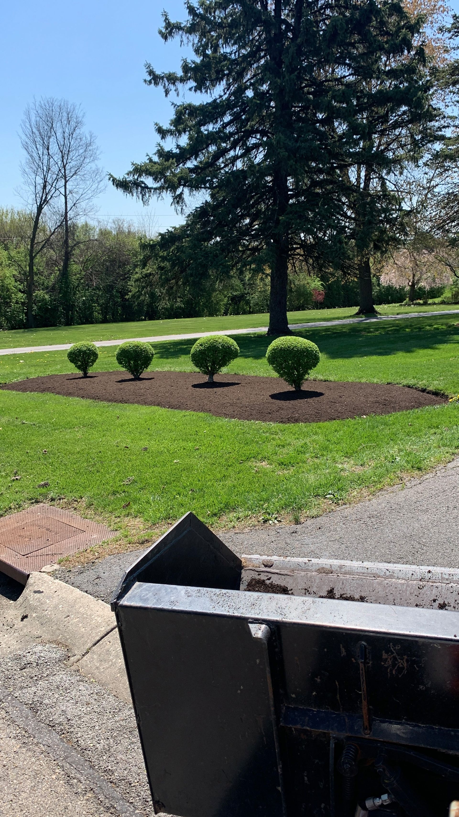 Five green bushes in a mulched bed on a grassy lawn. A tree stands in the background. Sunny day.