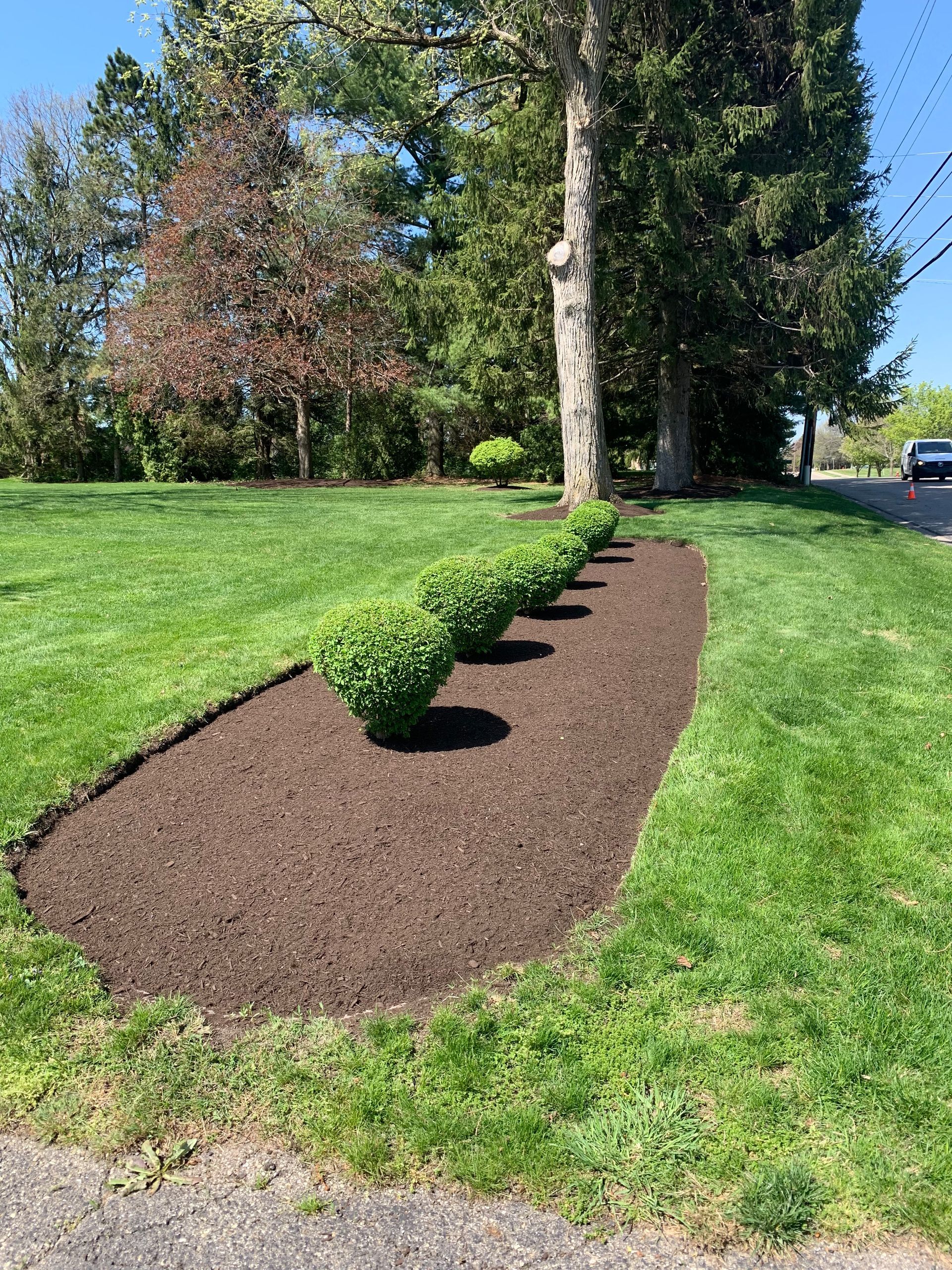 Green bushes in a freshly mulched garden bed bordered by green grass, near a tree.