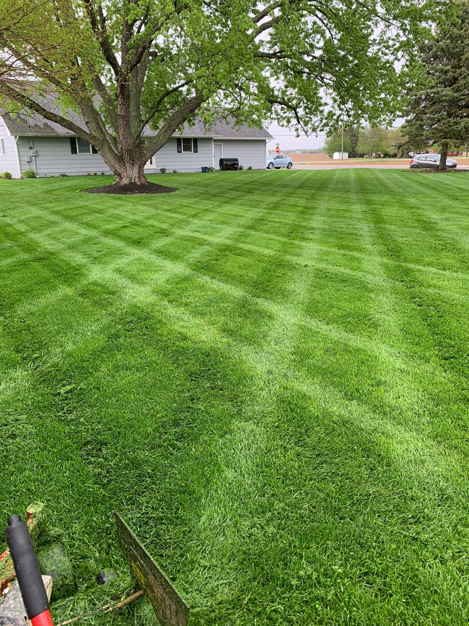 Lawn mowed in striped pattern, large tree, house in background, sky overcast.