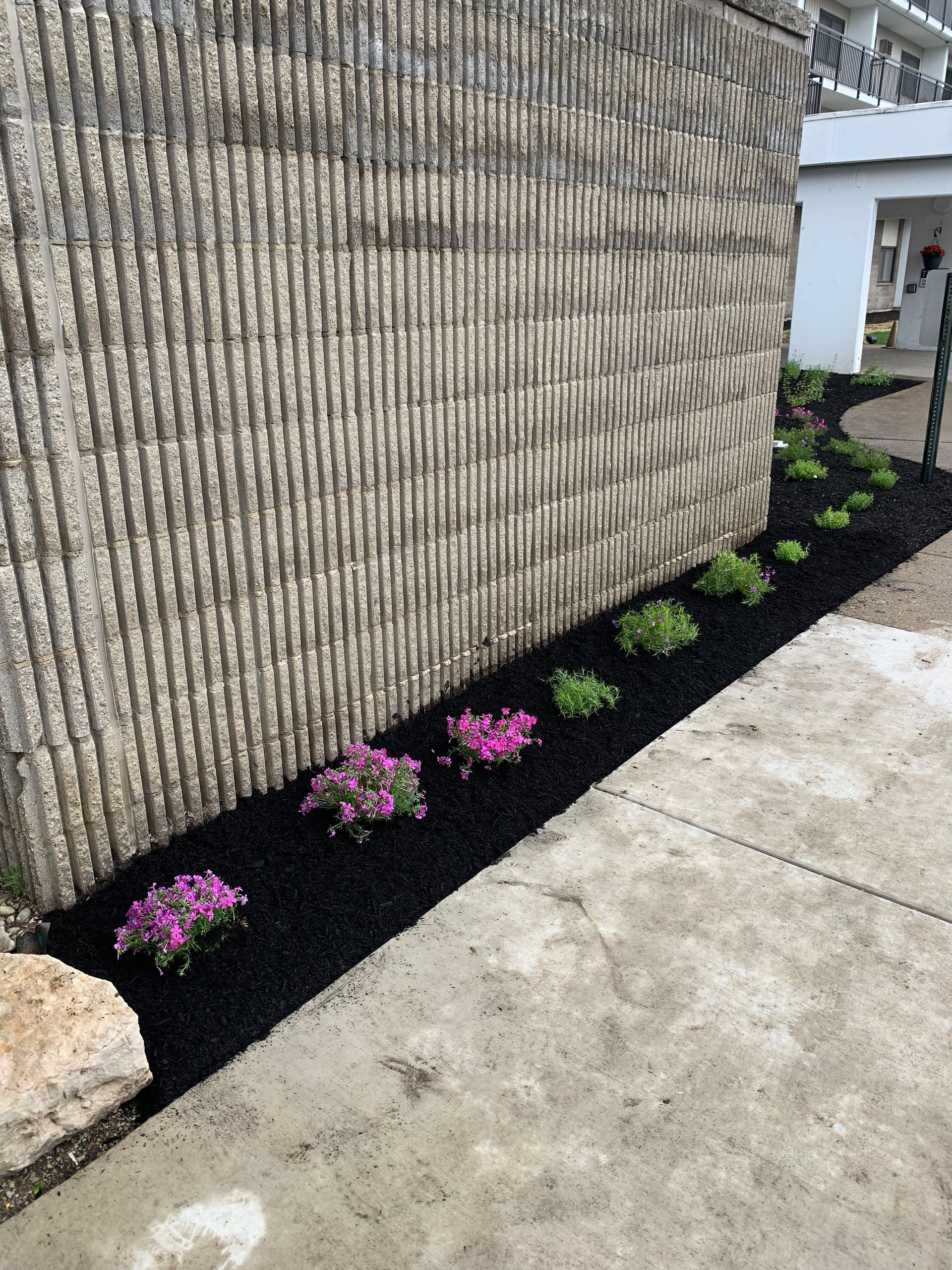 Flowerbed with pink and green plants against a textured wall and black mulch.
