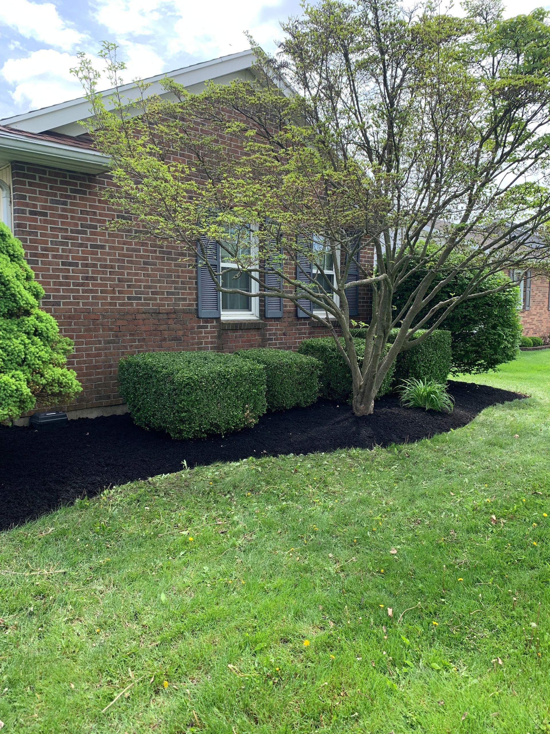 Brick house with a green lawn, trimmed hedges, and black mulch around a tree.