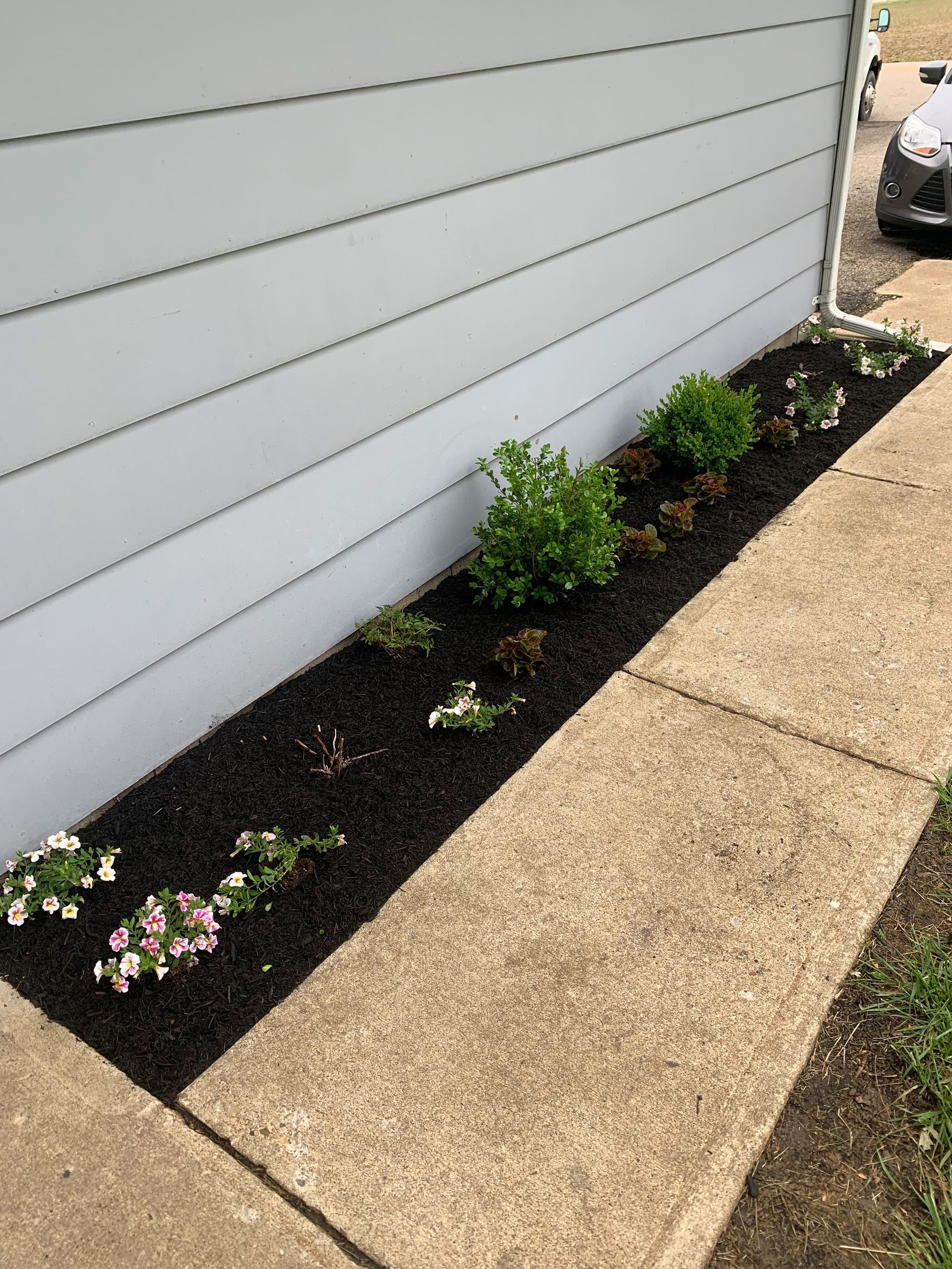 Flower bed with dark mulch, green plants, and pink and white flowers next to a light-colored building and sidewalk.