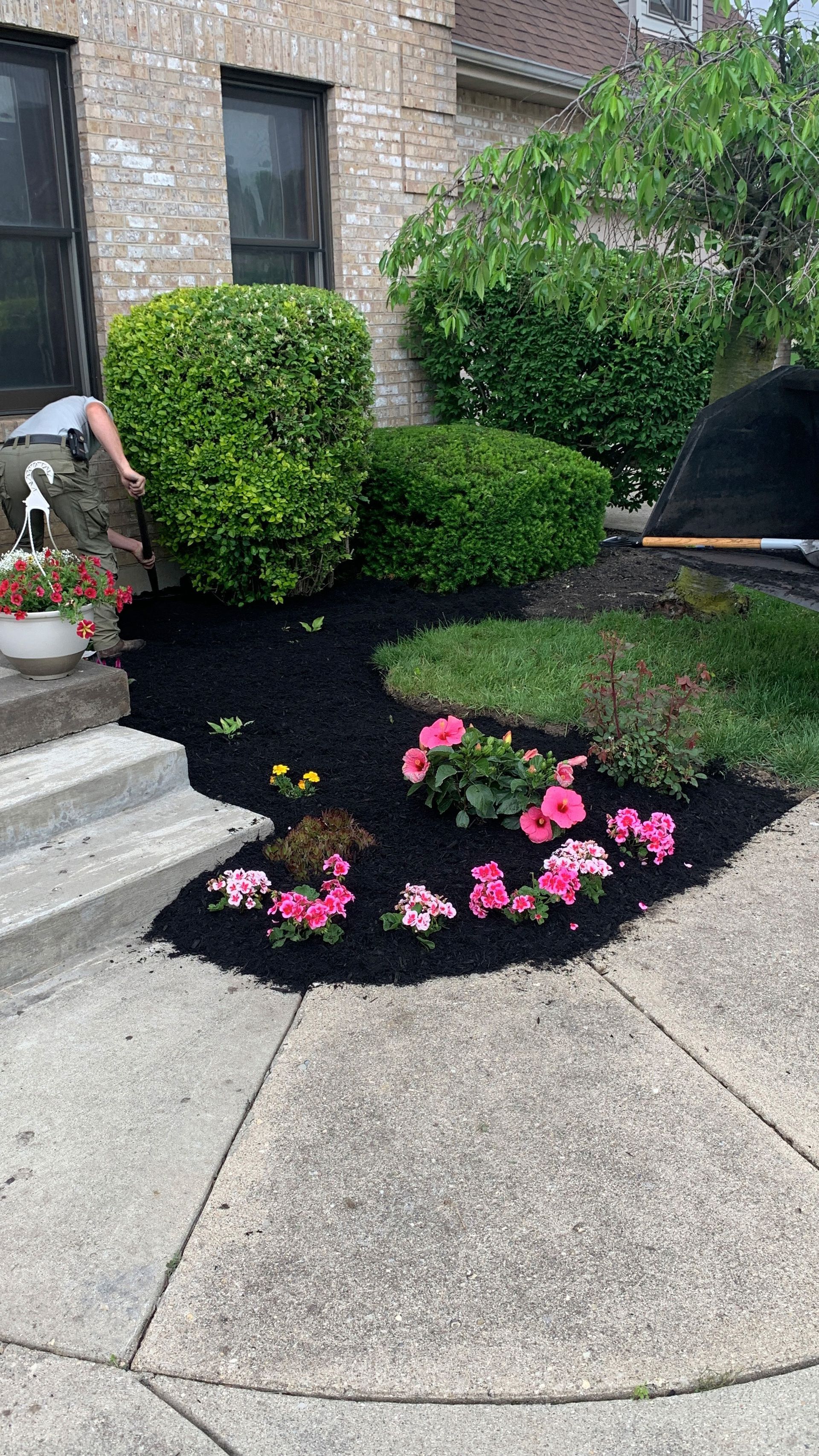 Garden bed with dark mulch, pink flowers, and green bushes next to a concrete walkway.