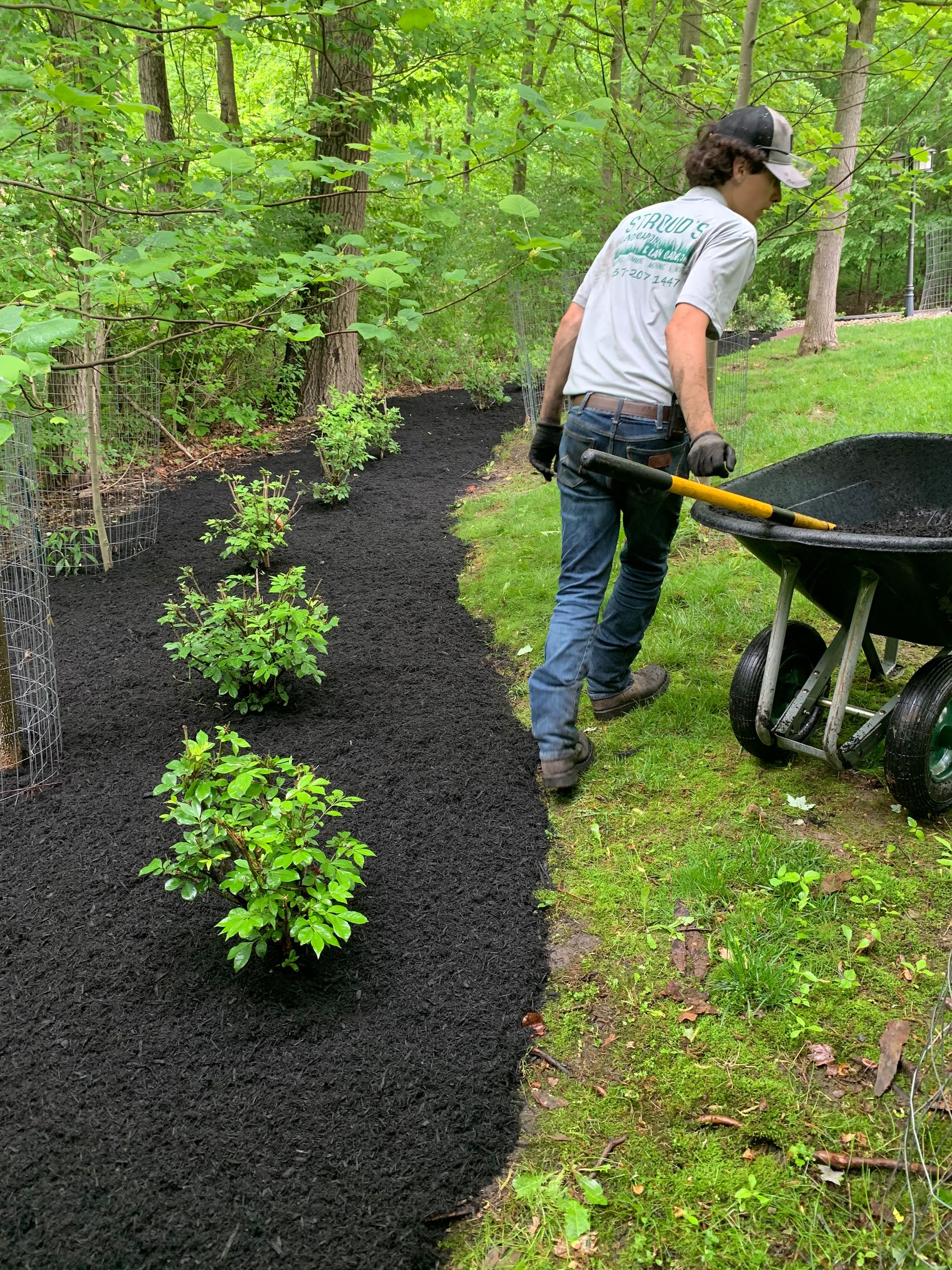 Man spreading black mulch around plants in a garden bed, wheelbarrow, green foliage background.