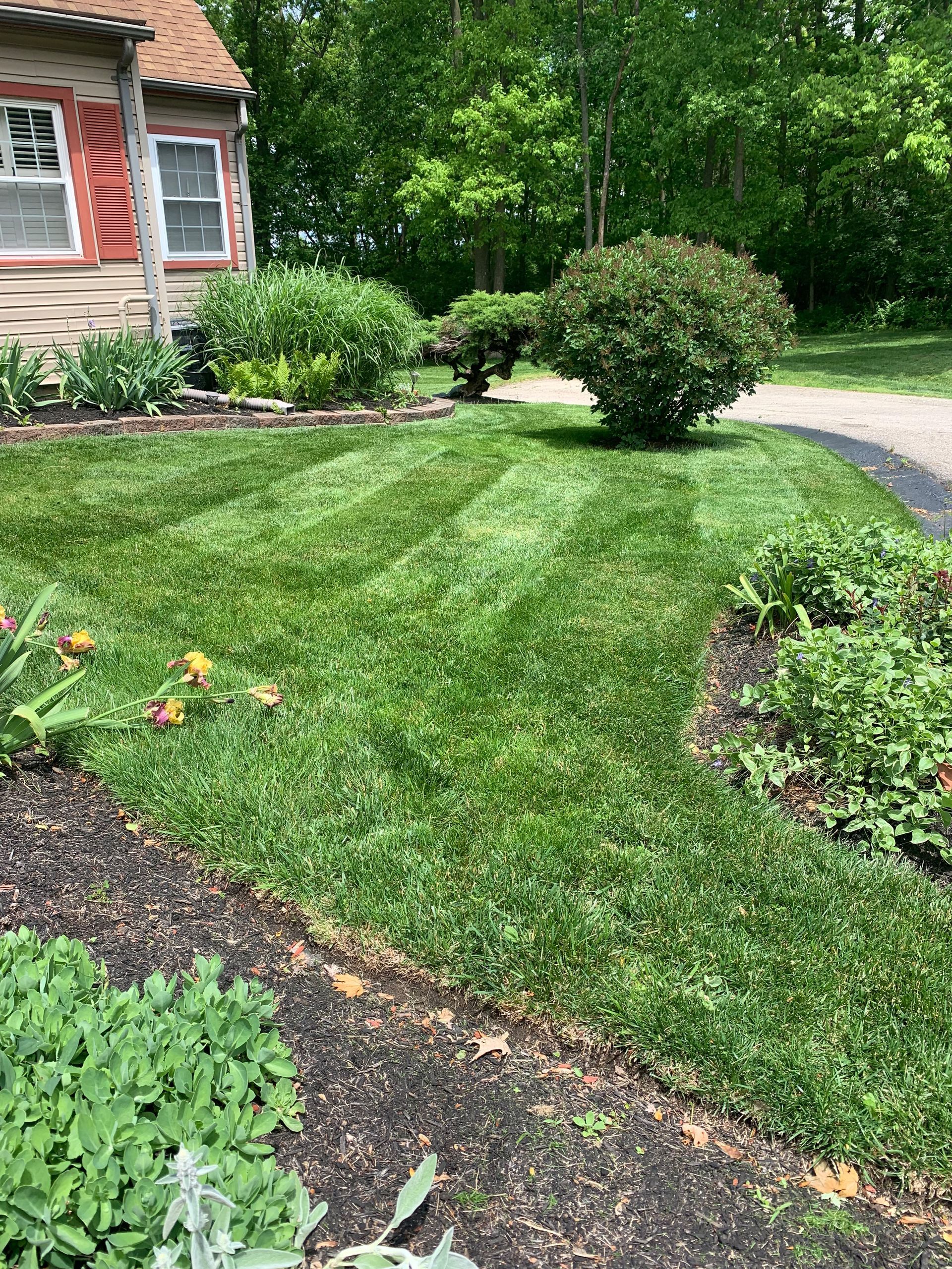 Lawn with freshly cut stripes, bordering flower beds and a building with red shutters.