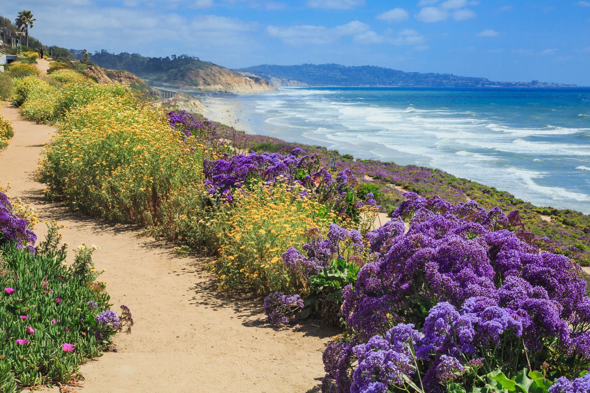 A sandy trail winds along a coastal bluff with bright yellow and purple wildflowers, overlooking the blue ocean and beach.