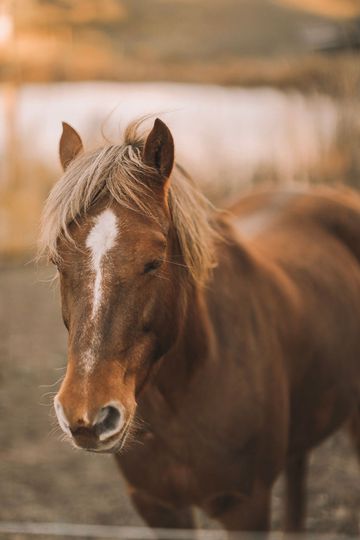Brown horse standing outdoors behind a fence with a blurred background