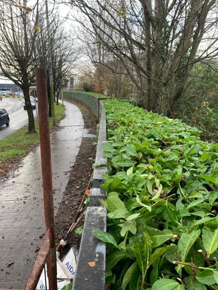 A fence surrounded by lots of green plants along a sidewalk.
