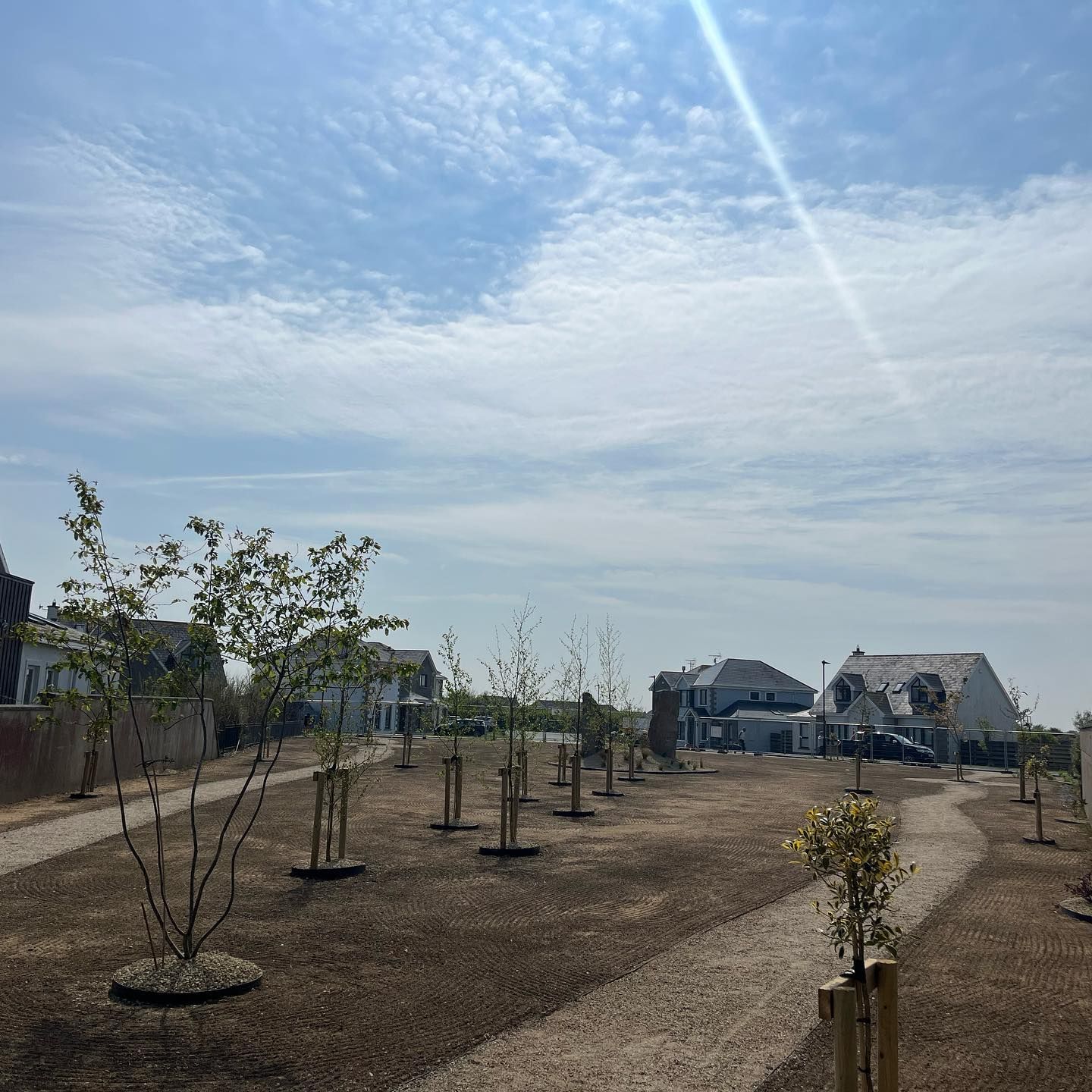 A row of trees in a dirt field with houses in the background