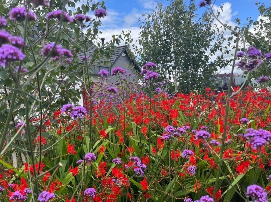 A field of red and purple flowers with a house in the background.