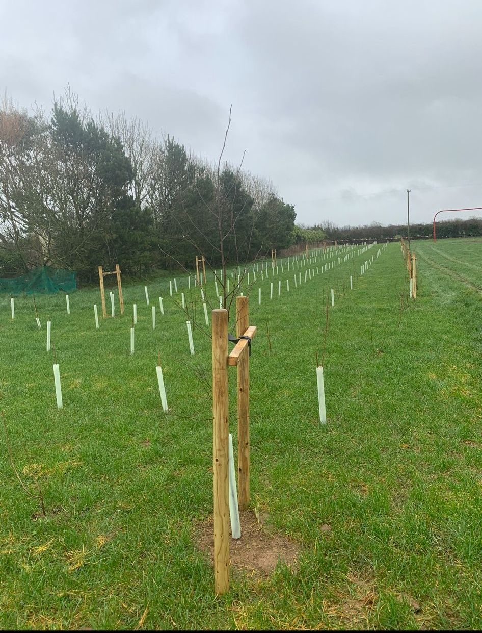 A field with a lot of trees in it