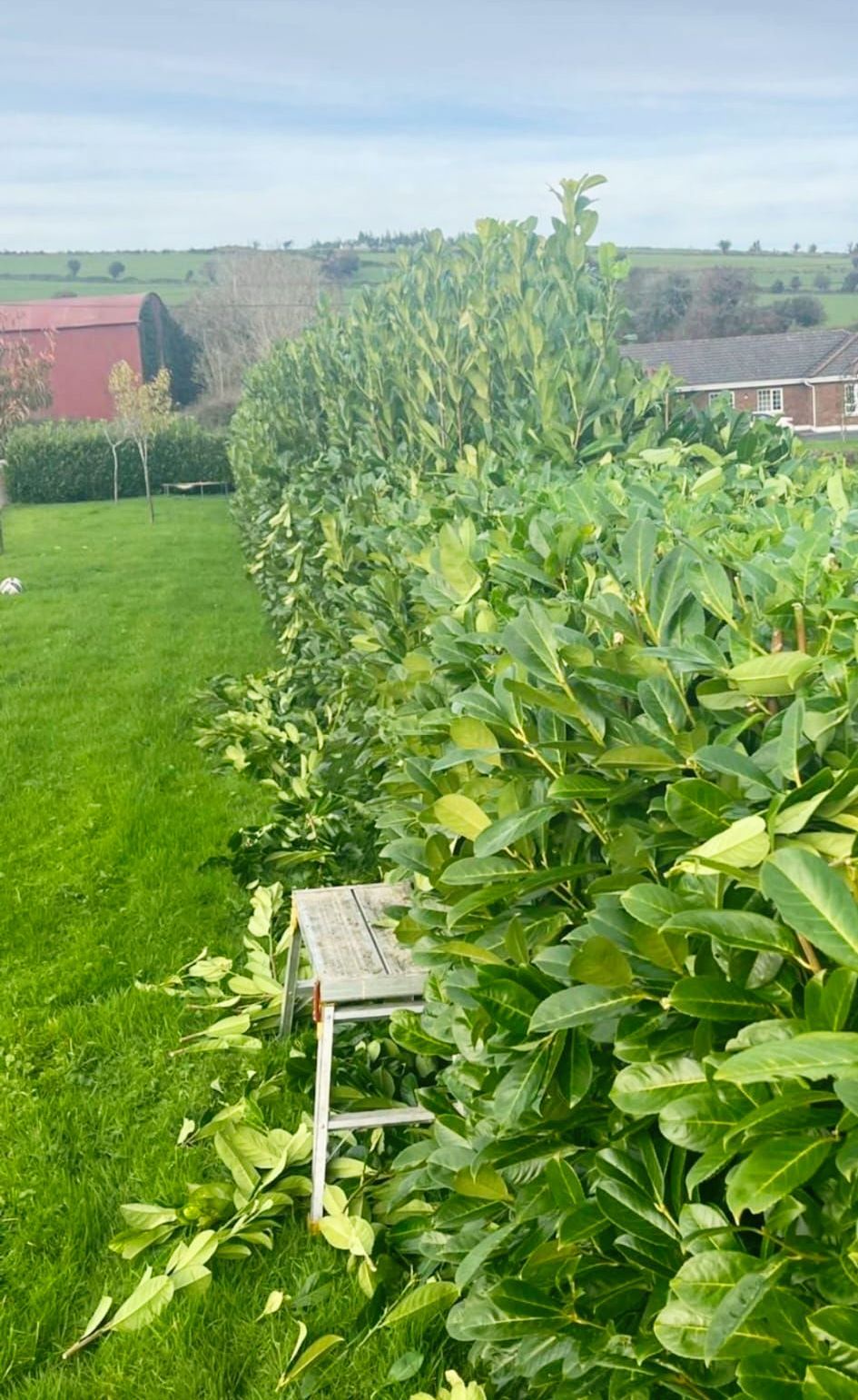 A bench is sitting in the middle of a lush green field.
