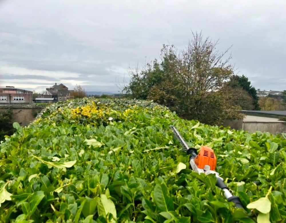 A person is cutting a hedge with a hedge trimmer.