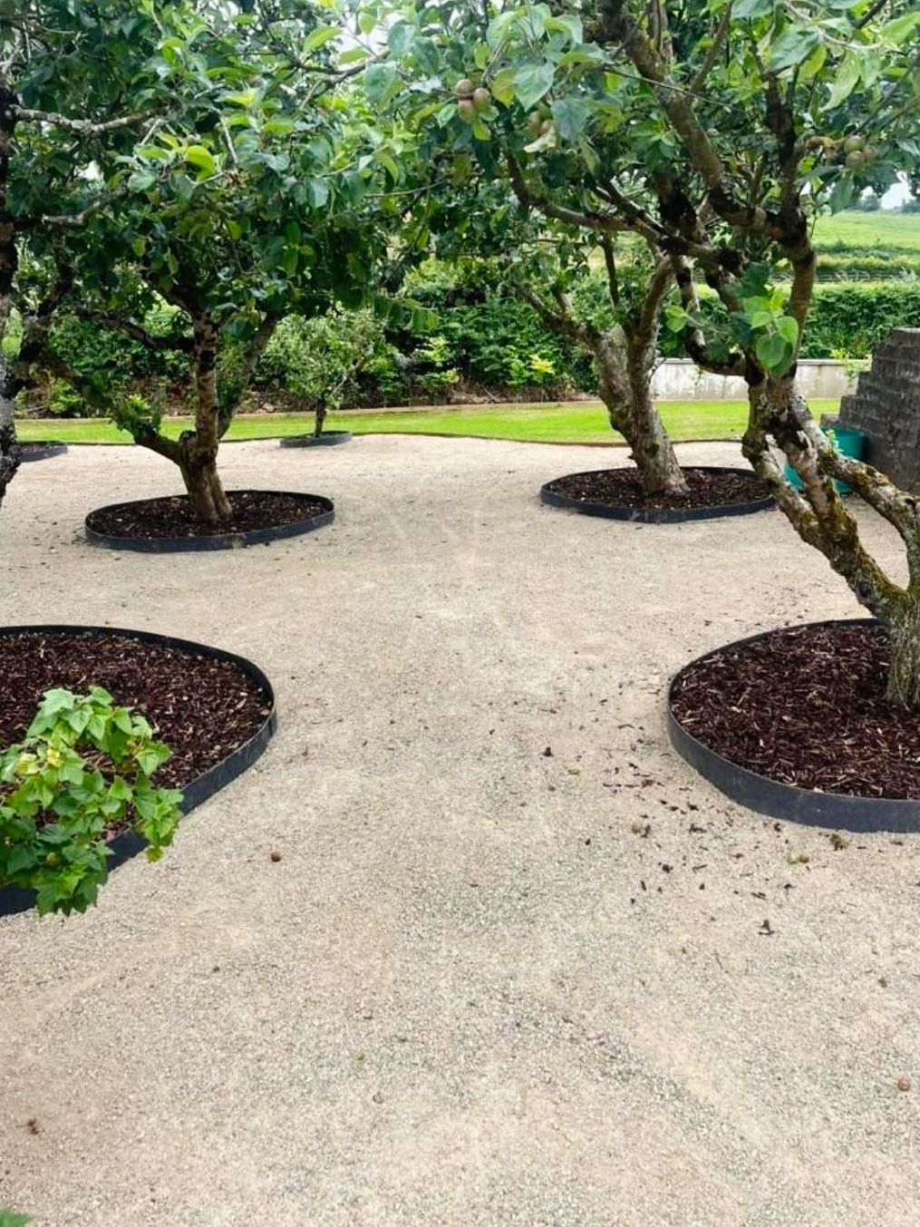 A group of trees sitting on top of a dirt path in a garden.