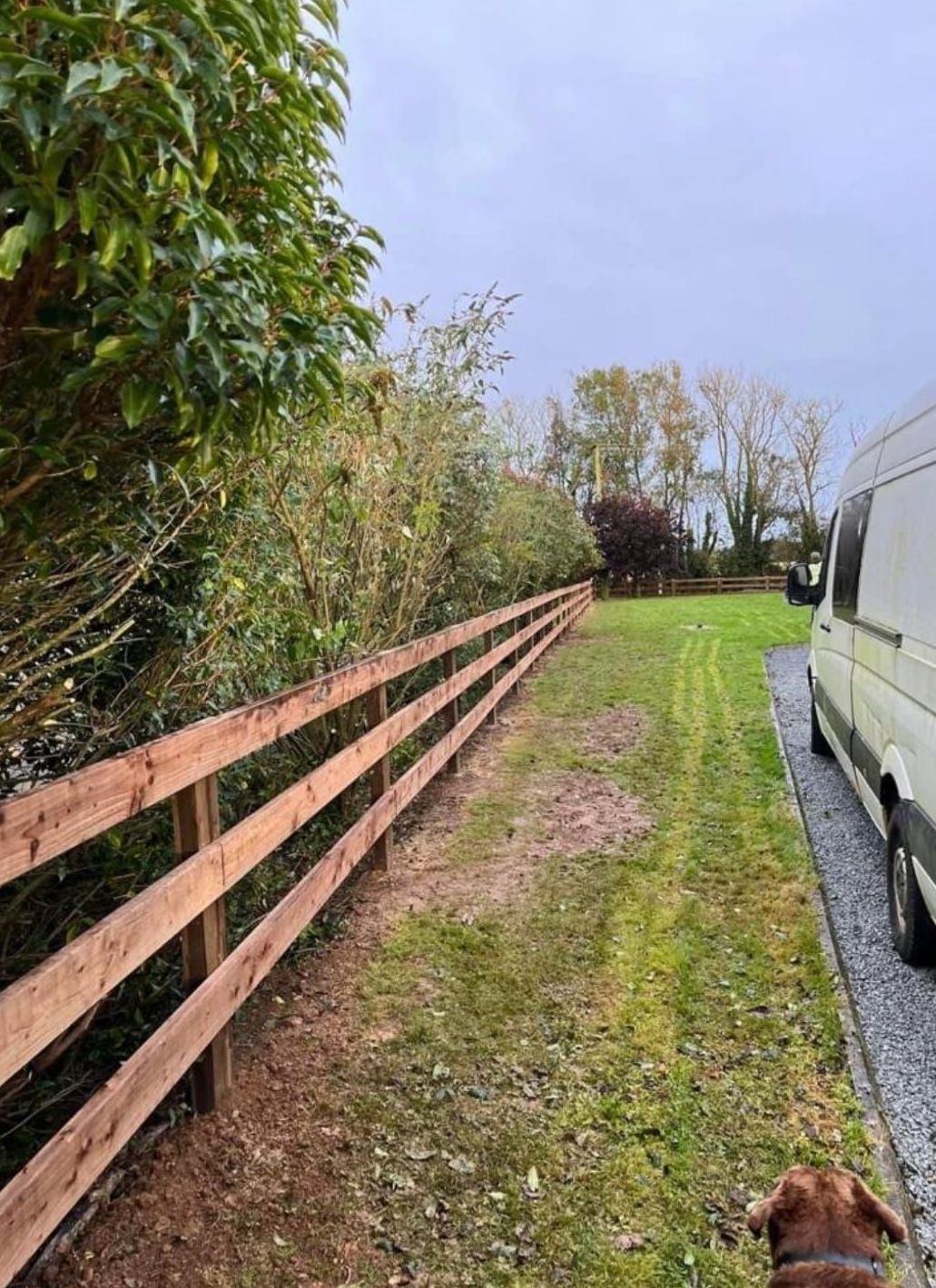 The sun is shining through the trees in the backyard of a house.