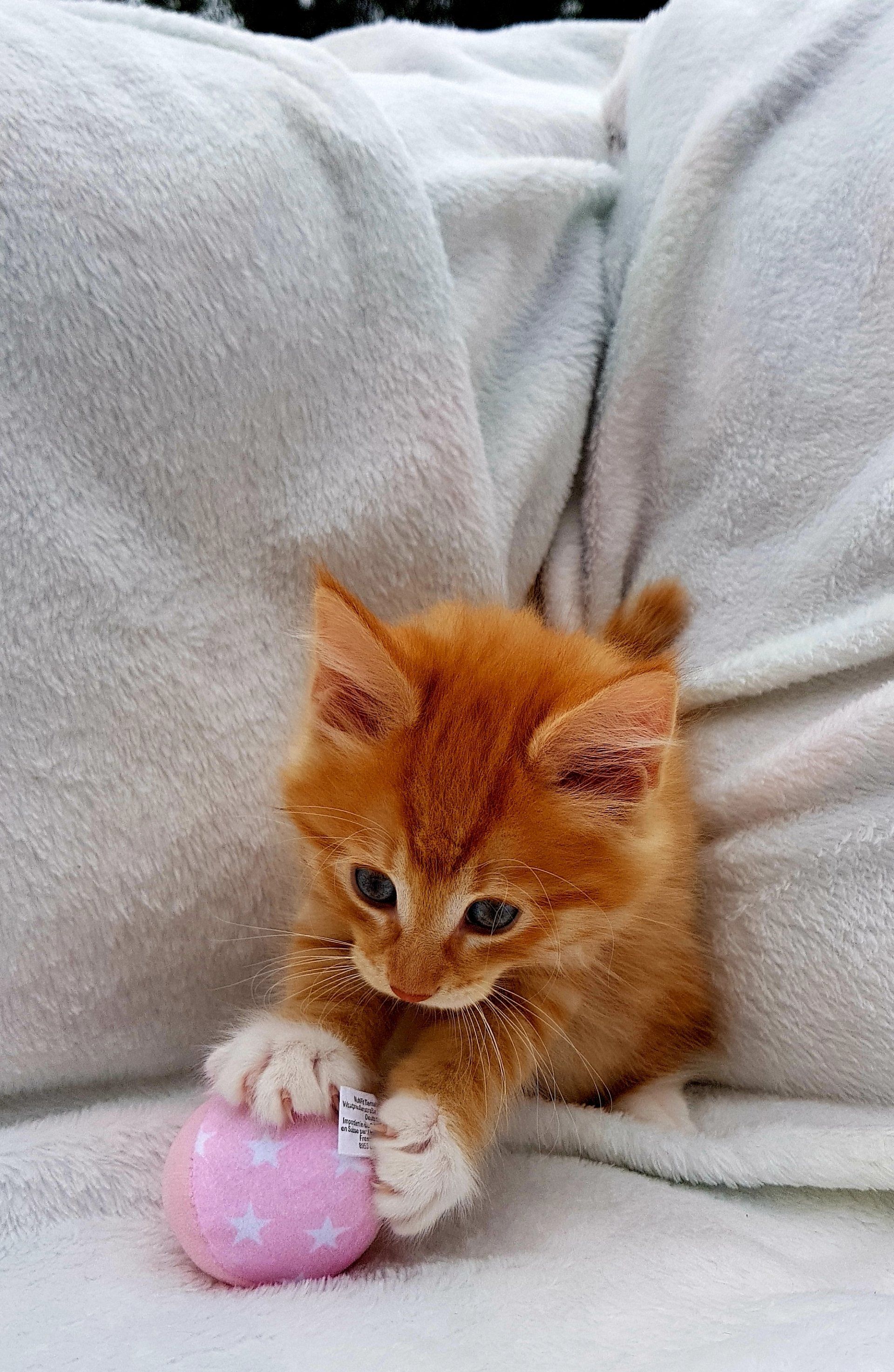Junge Katze sitzt auf Sofa und spielt mit rosa Ball