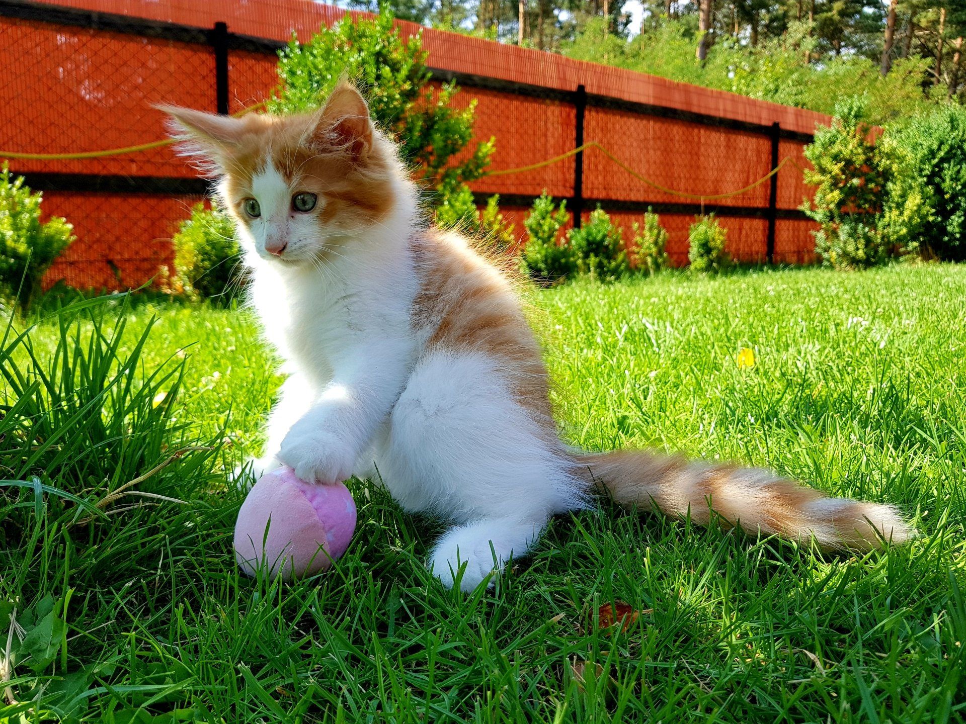 Katzenbaby spielt auf grüner Wiese mit rosa Ball