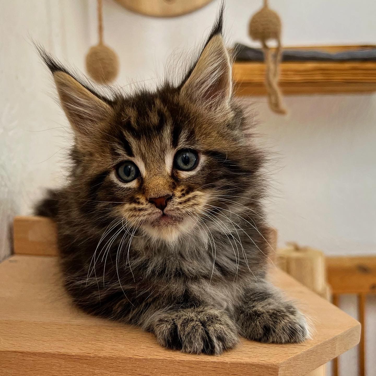 Ein Kätzchen sitzt auf einem Holzregal und schaut in die Kamera.
