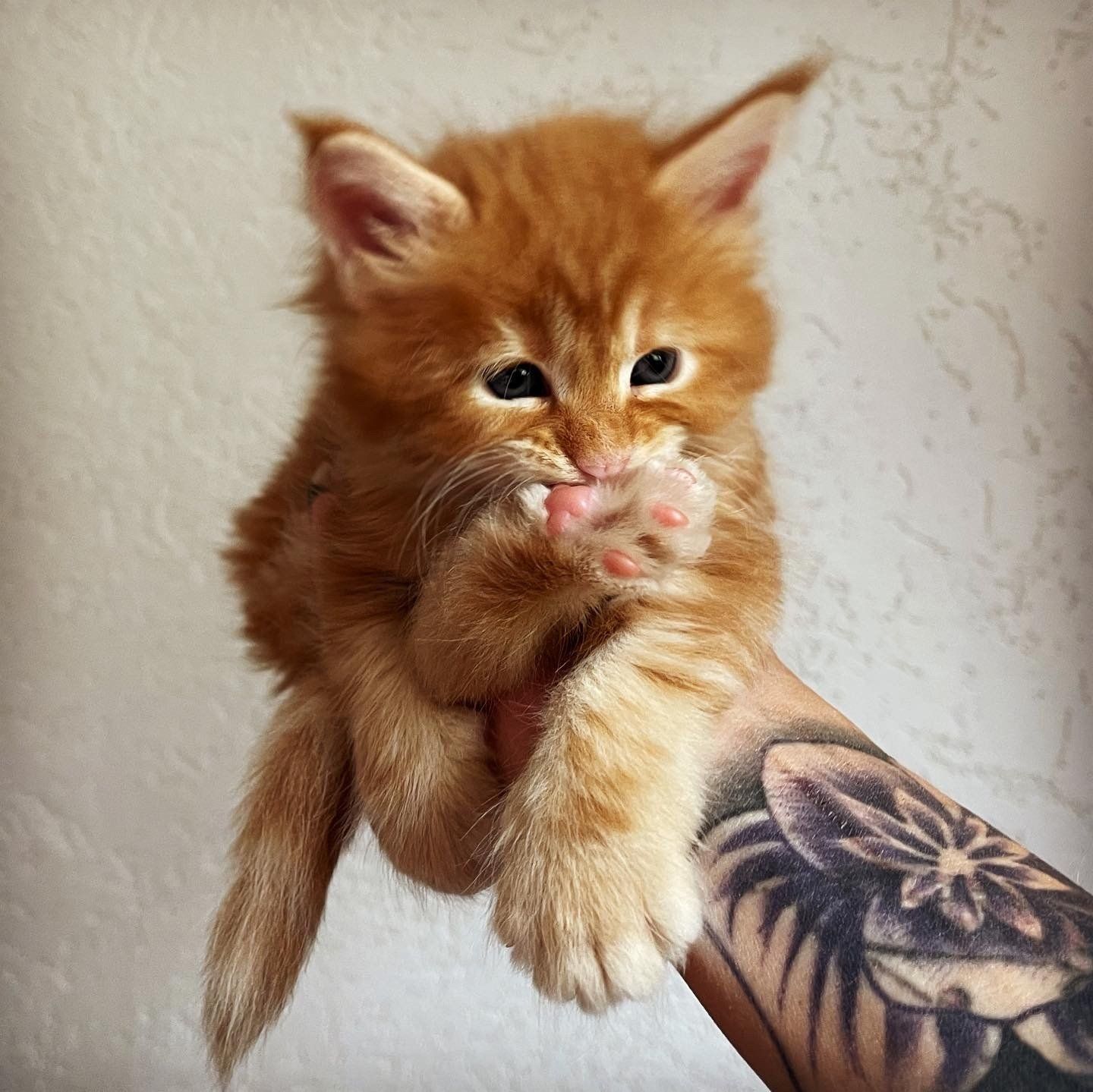 Eine Person mit einer Tätowierung auf dem Arm hält ein kleines orangefarbenes Kätzchen.