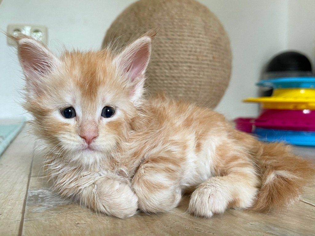 Ein kleines orange-weißes Kätzchen liegt auf einem Holztisch.