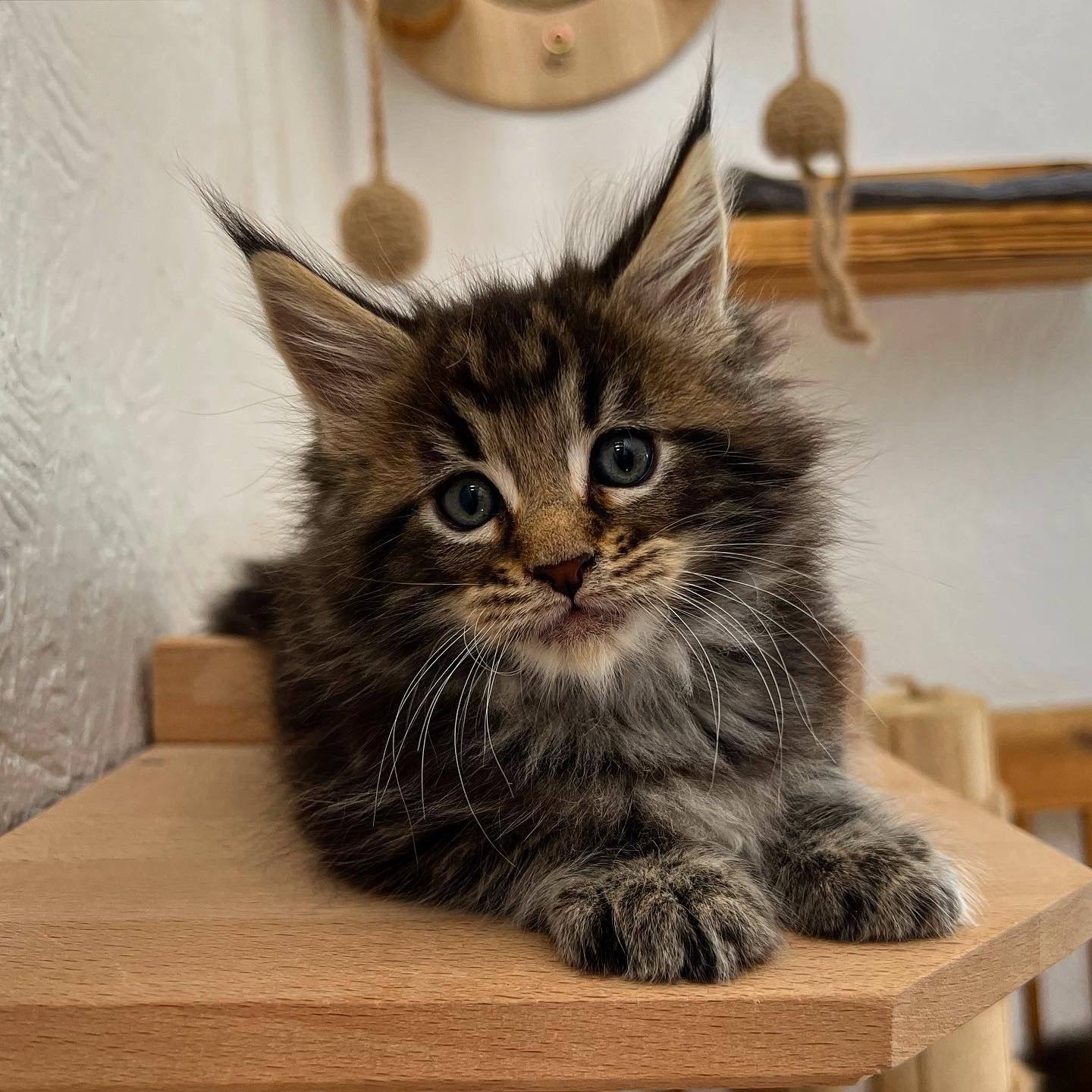 Ein Kätzchen liegt auf einem Holzregal und schaut in die Kamera.