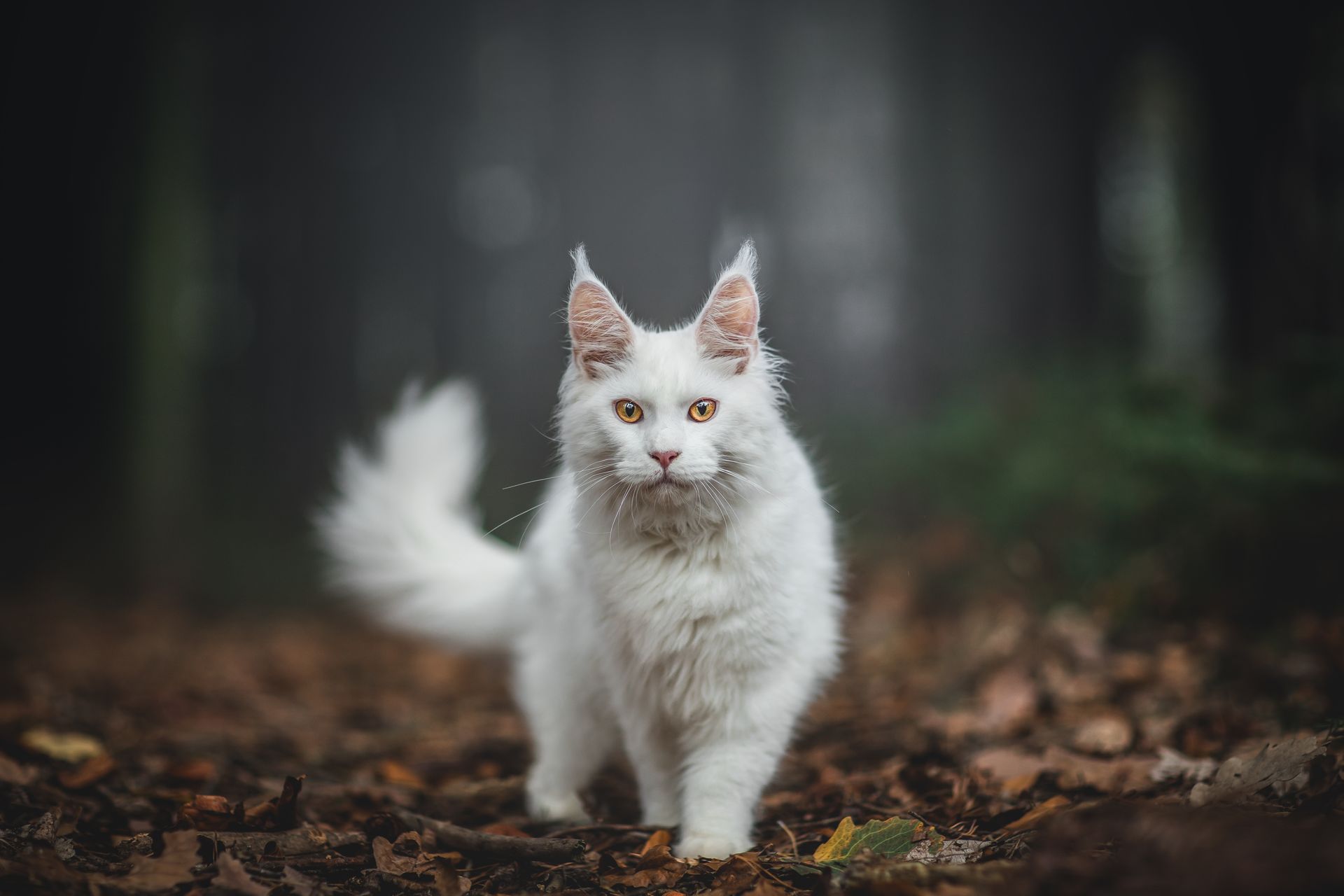 Lilien giftig für Katzen?