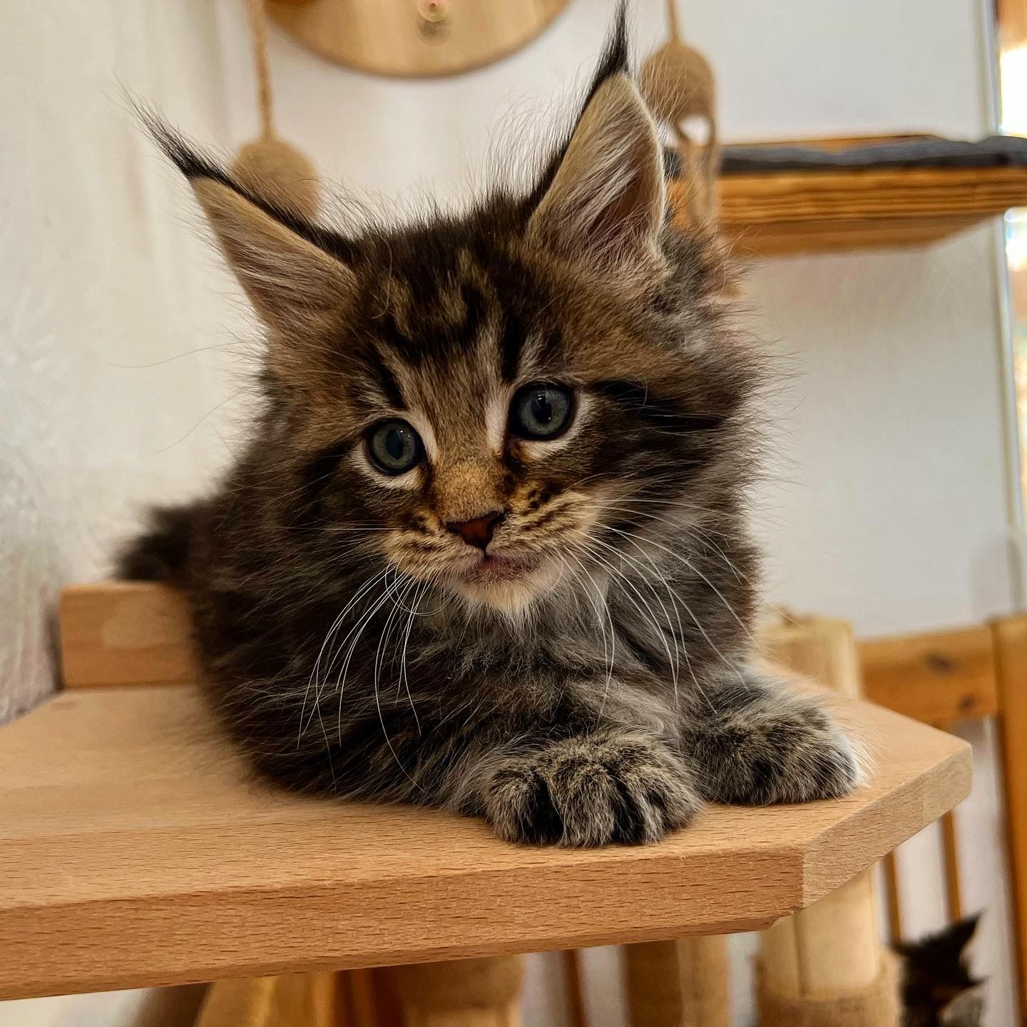 Ein Kätzchen sitzt auf einem Holzregal und schaut in die Kamera.