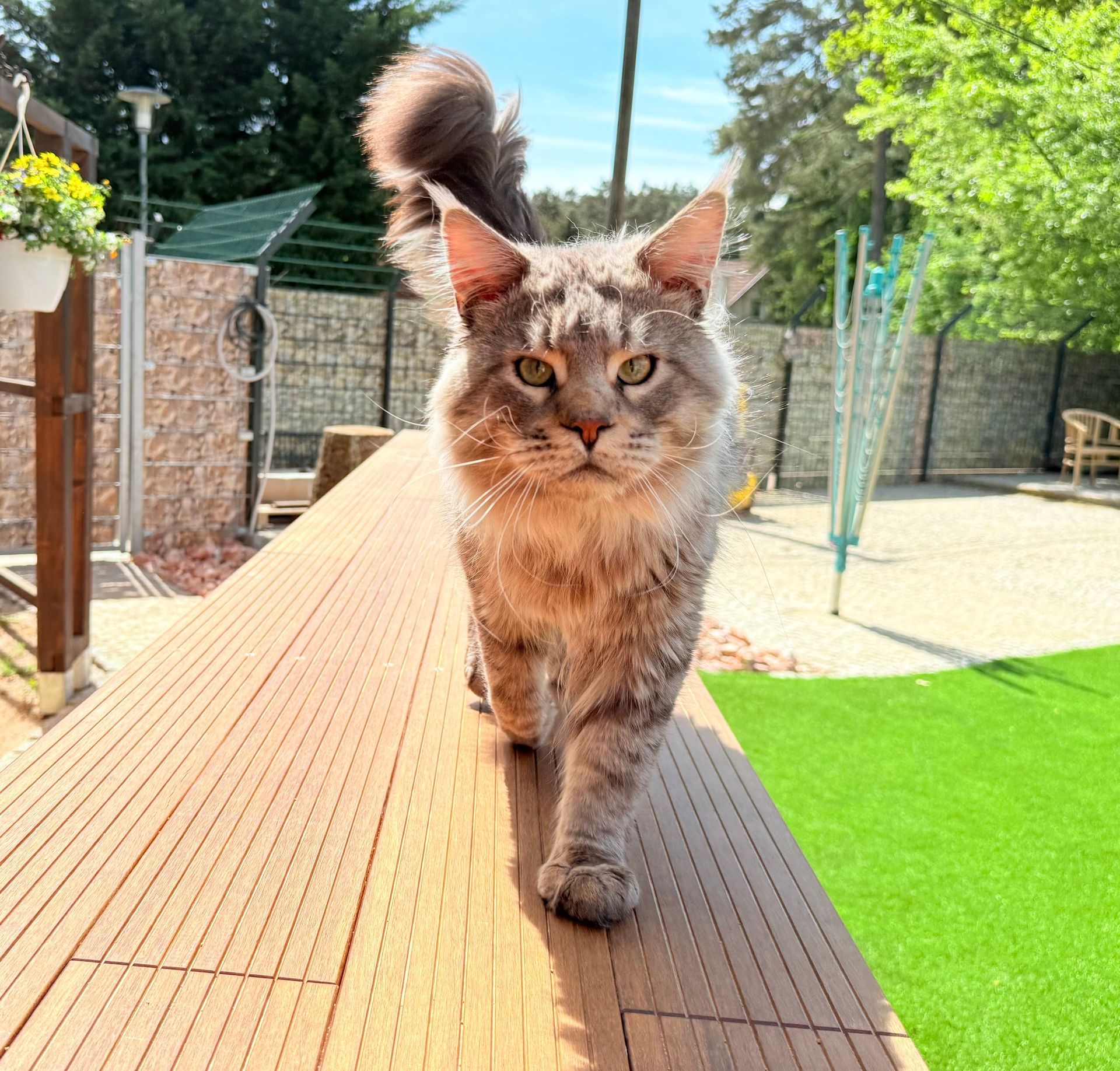 Maine Coon Allegra Glückstar aka Briget