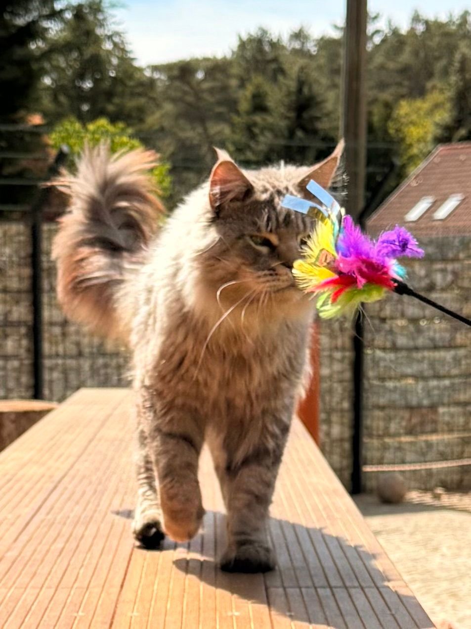 Maine Coon Allegra Glückstar aka Briget