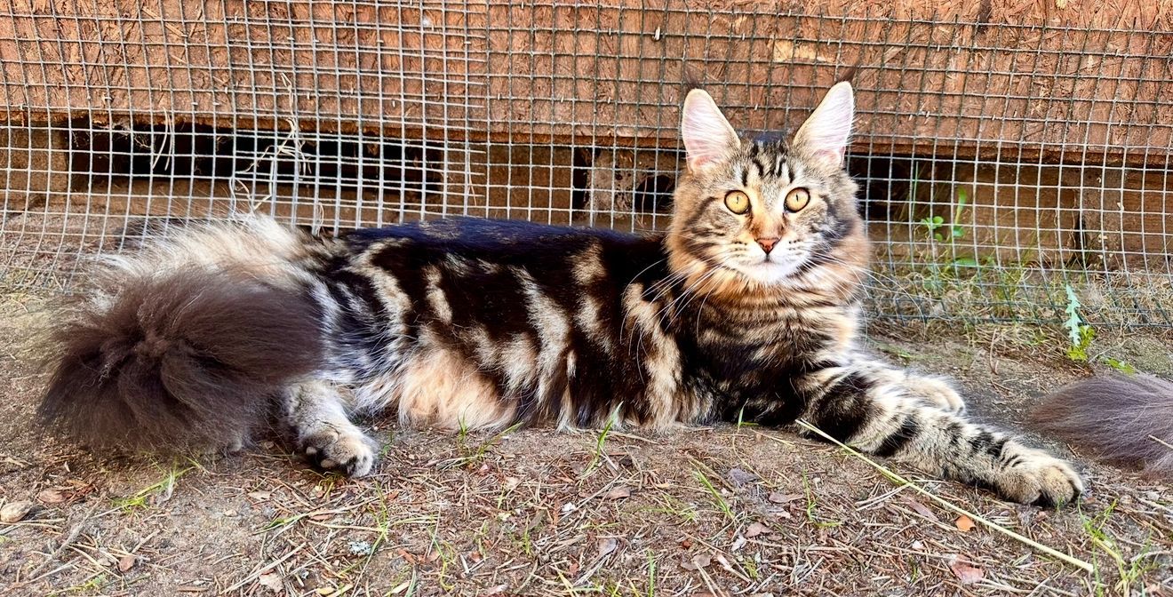 Norwegische Waldkatze Averill von den Ohrewiesen