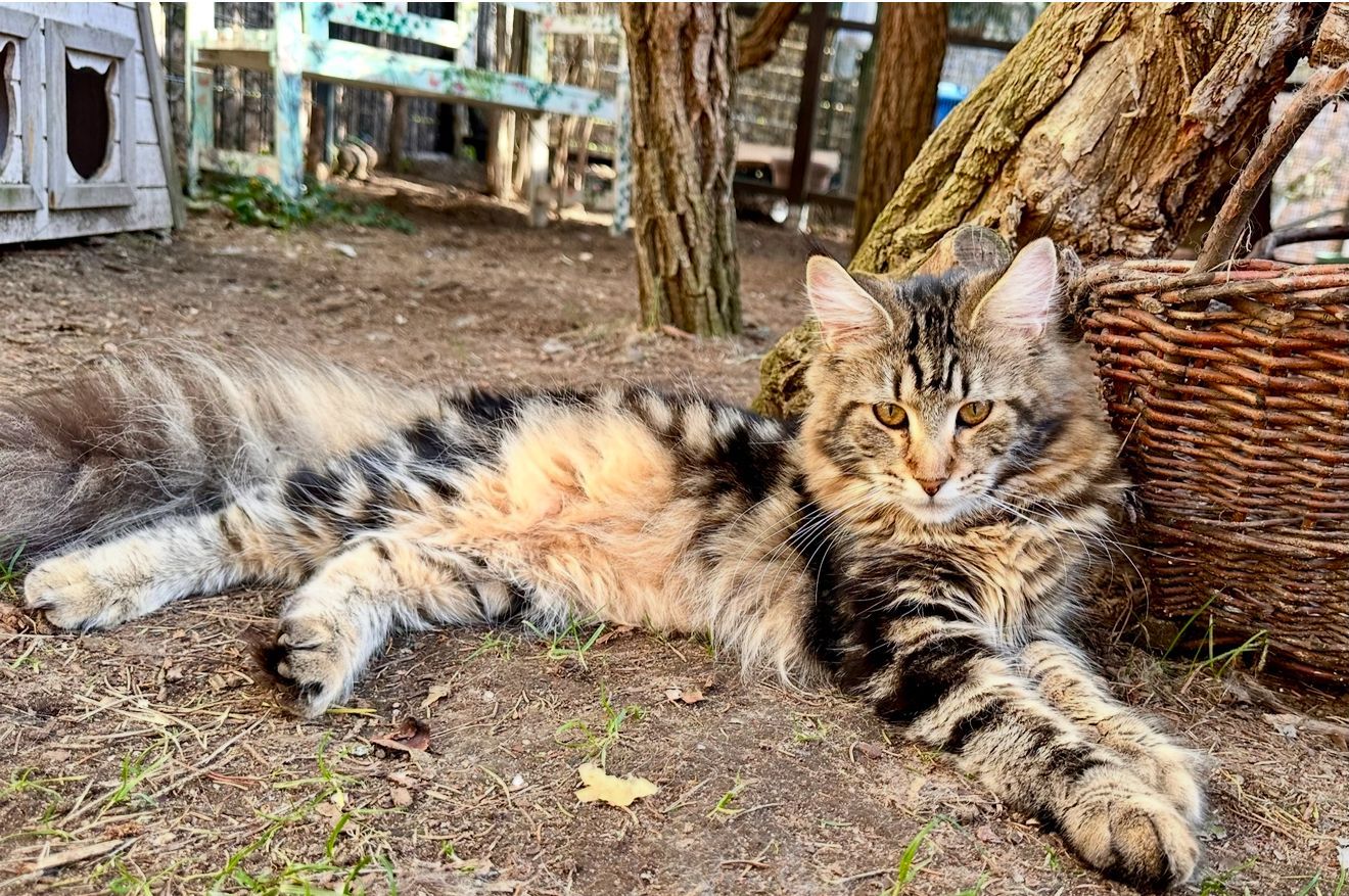 Norwegische Waldkatze Averill von den Ohrewiesen