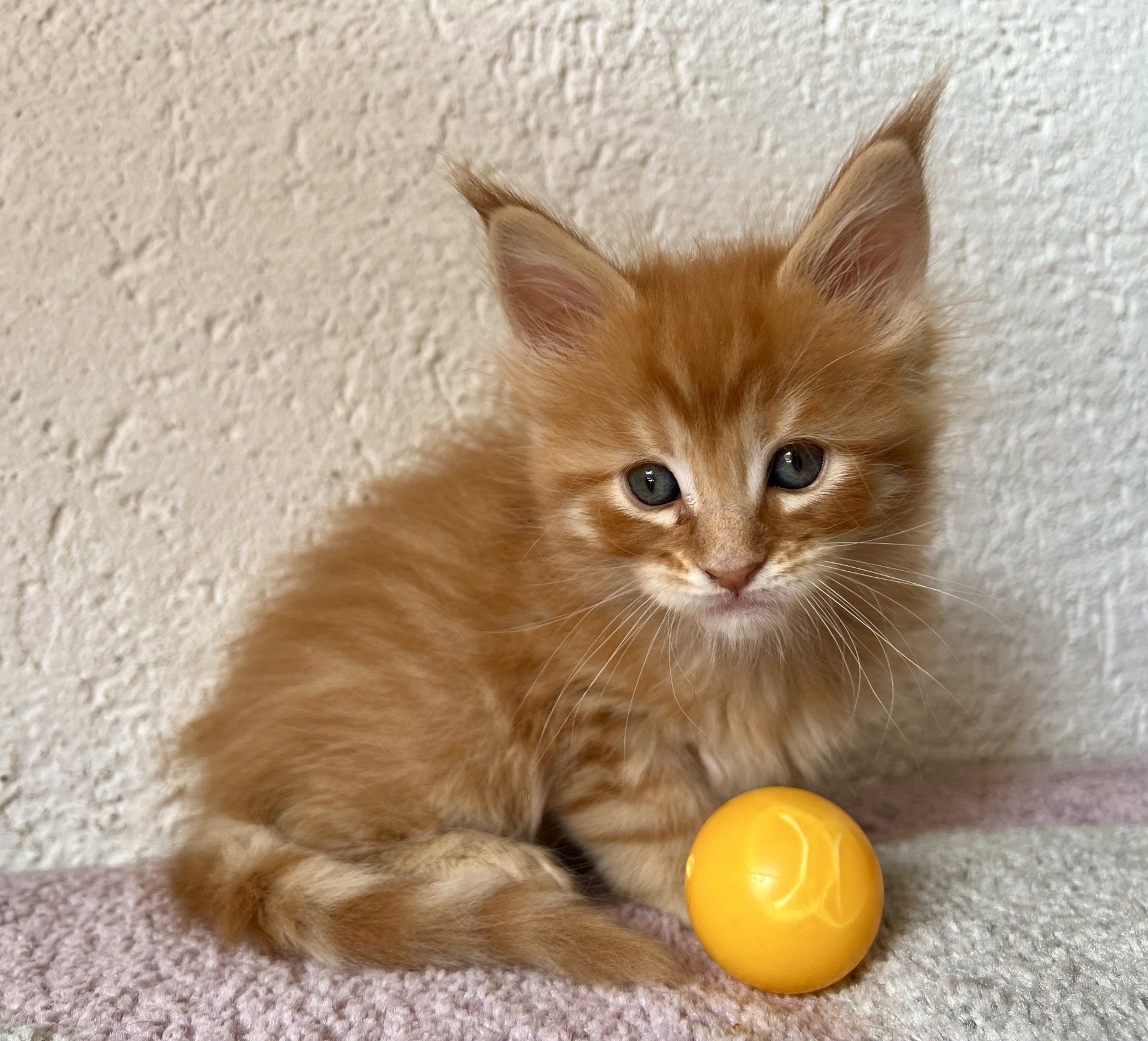 Ein kleines orangefarbenes Kätzchen sitzt neben einem gelben Ball.