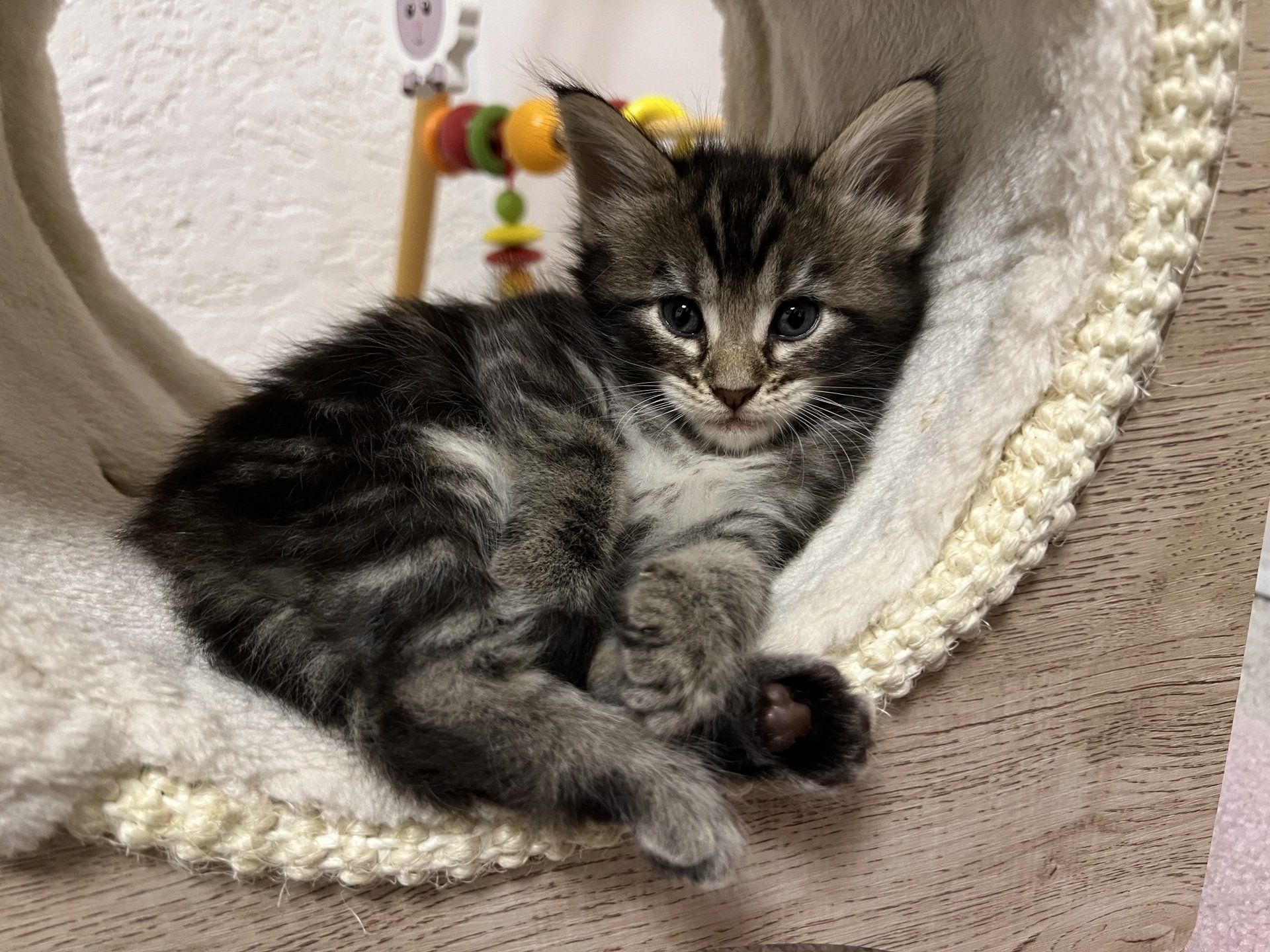 Ein Kätzchen liegt in einem Kratzbaum und schaut in die Kamera.