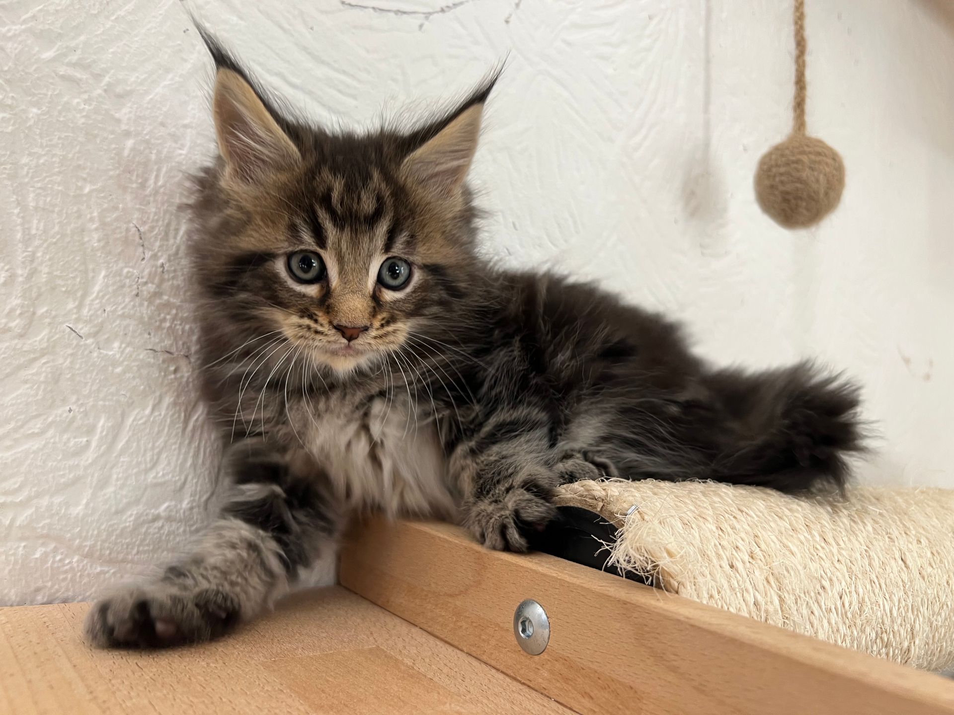 Ein Kätzchen liegt auf einem hölzernen Kratzbaum.