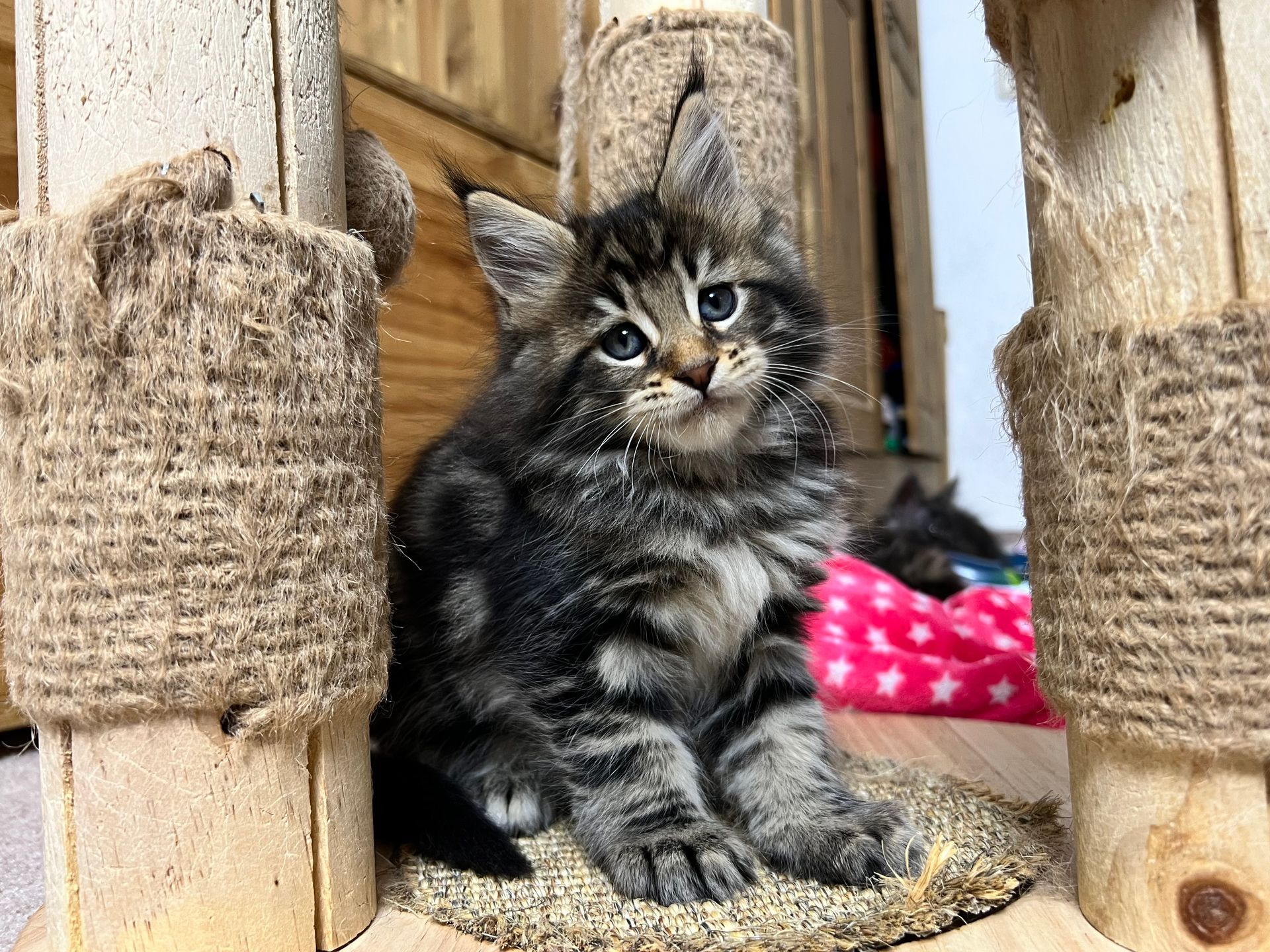 Ein Kätzchen sitzt auf einem Katzenbaum.