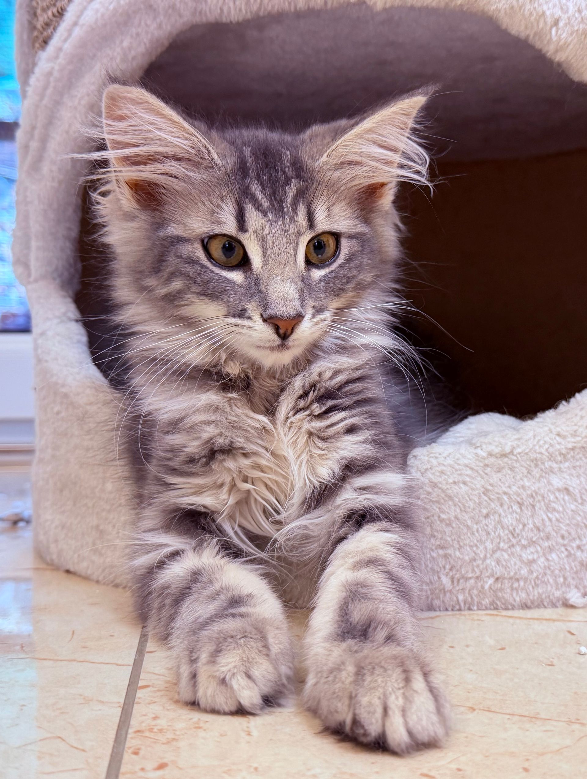 Ein graues Tigerkätzchen liegt lümmelnd in einem weißen Katzenbett und schaut nach vorn.