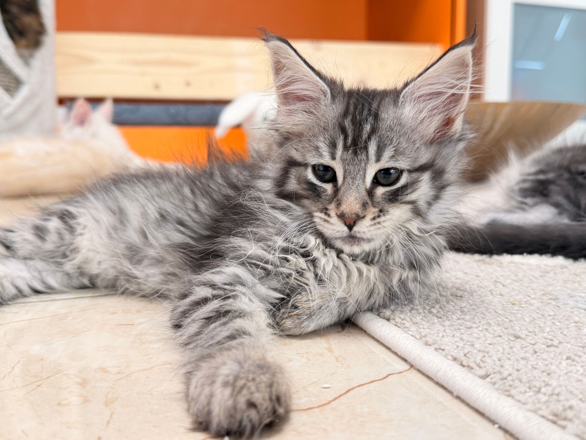 Graugetigertes Kätzchen liegt auf einer hellen Unterlage und schaut den Betrachter an.