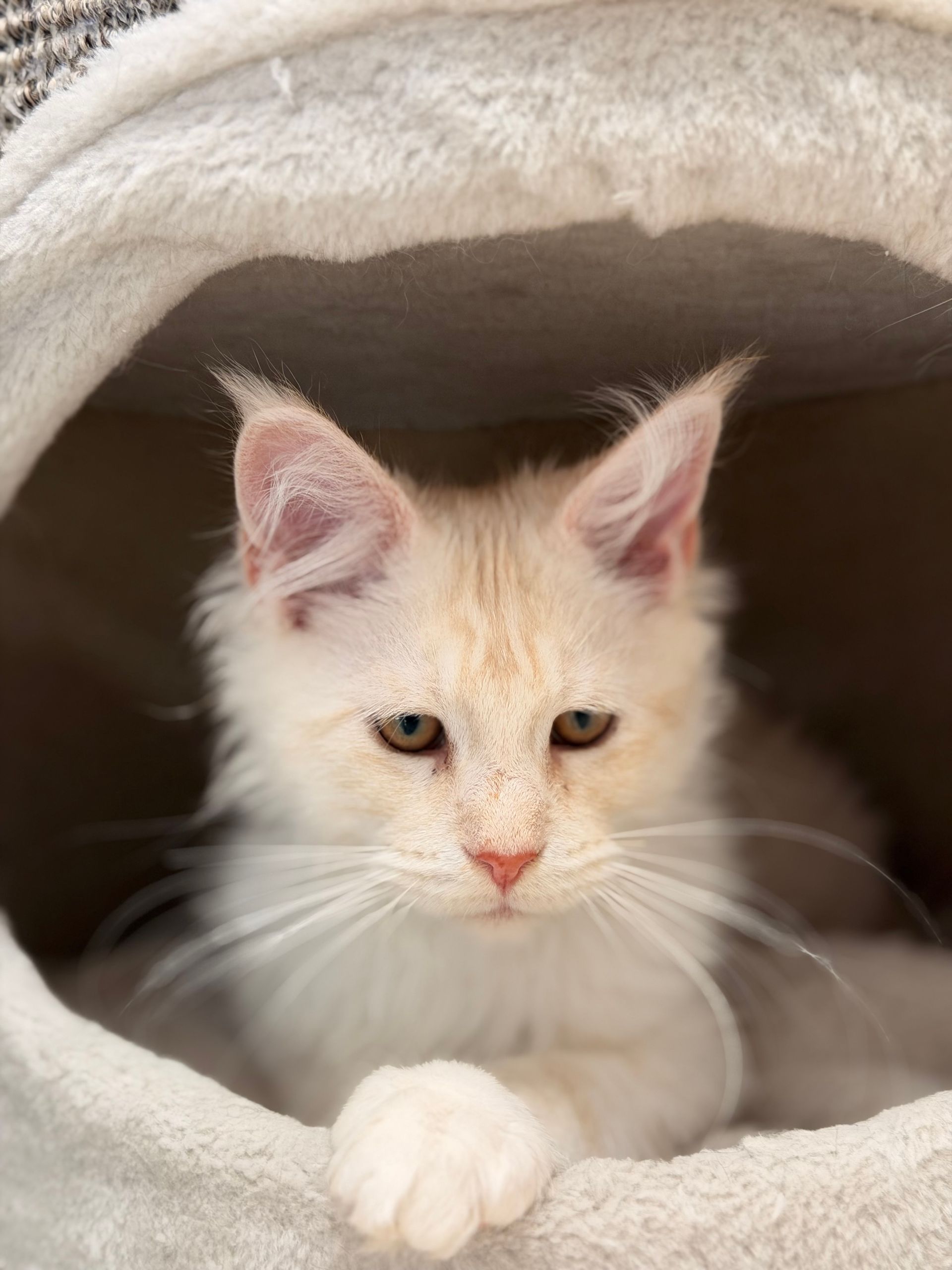 Cremefarbenes Kätzchen mit Pinselohren, das in einem weichen, weißen Katzenbett ruht.