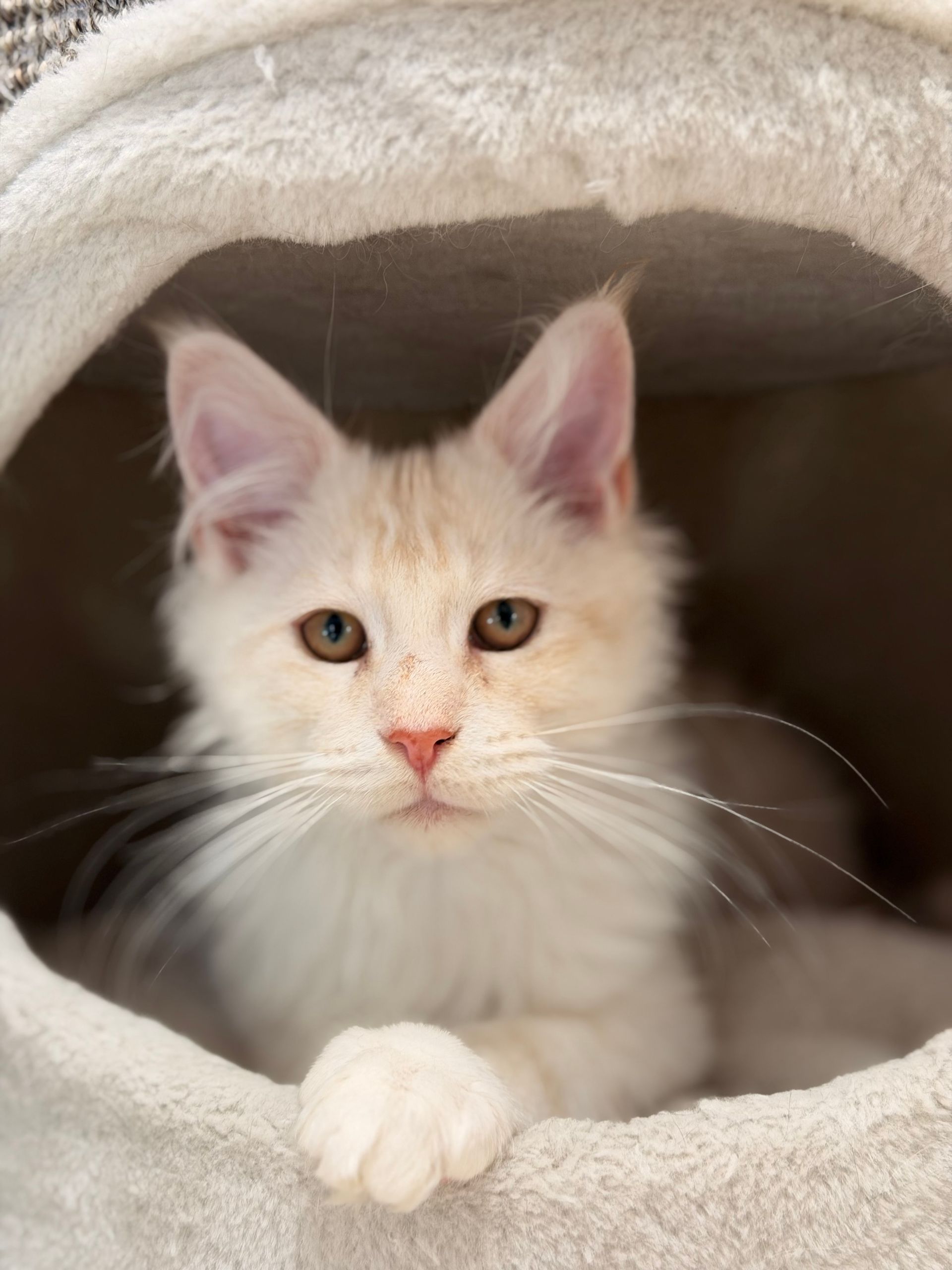 Cremefarbene Katze mit braunen Augen in einer weißen Katzenhöhle.