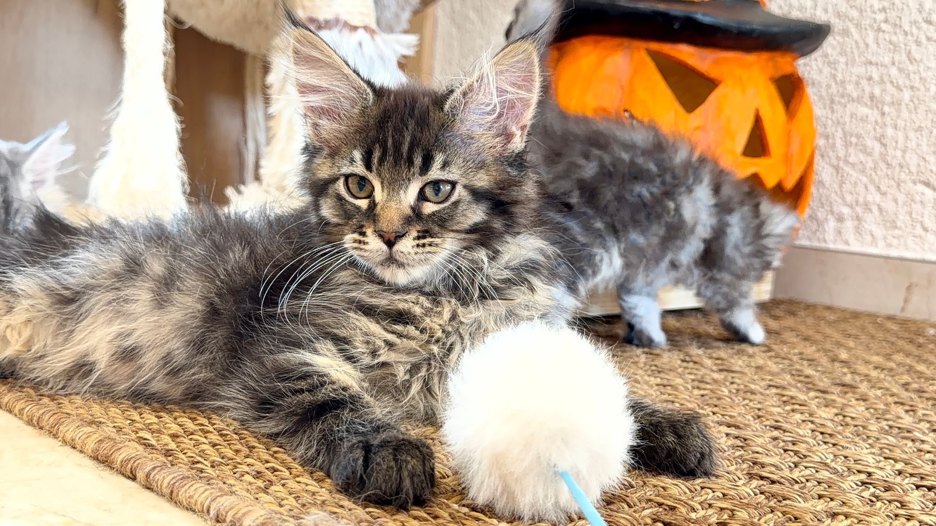 Ein graues Tigerkätzchen döst mit einem Spielzeug; im Hintergrund sind ein weiteres Kätzchen und ein Kürbisgesicht zu sehen.