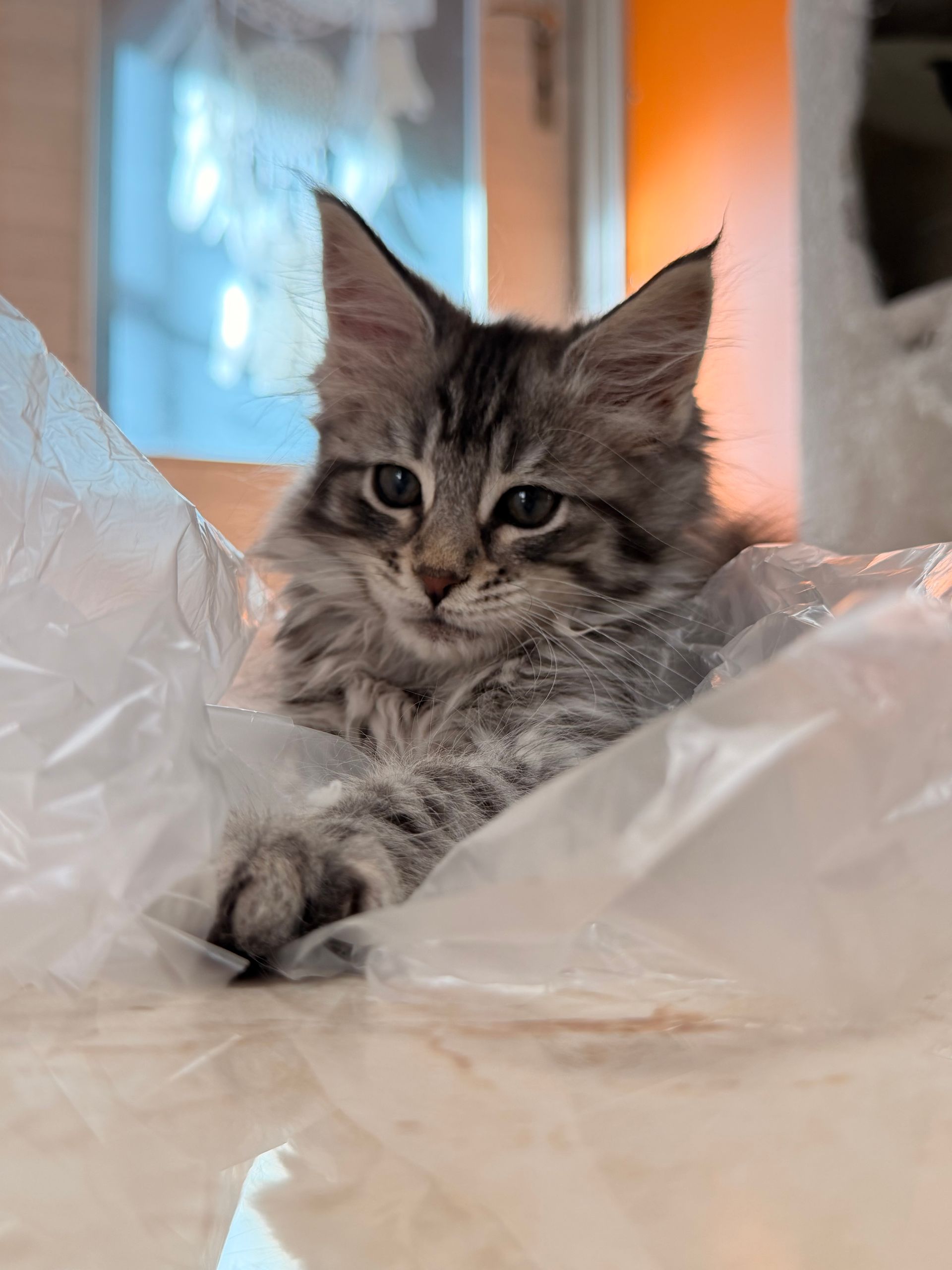 Graugetigertes Kätzchen in durchsichtiger Plastikfolie, das in die Kamera schaut.