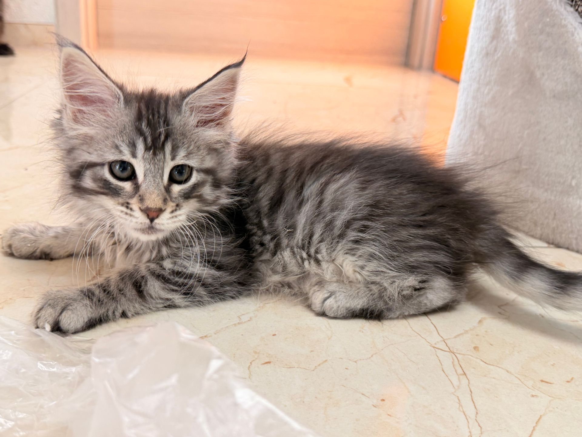 Graugetigertes Kätzchen liegt auf einem gefliesten Boden und schaut den Betrachter an.